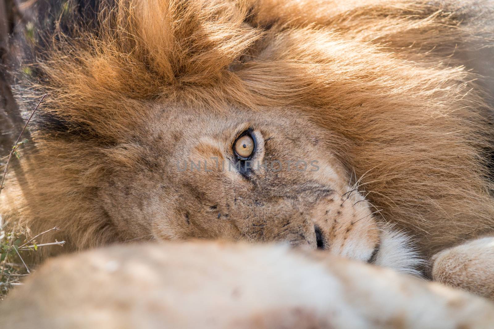 Sleeping Lion in the Kruger. by Simoneemanphotography