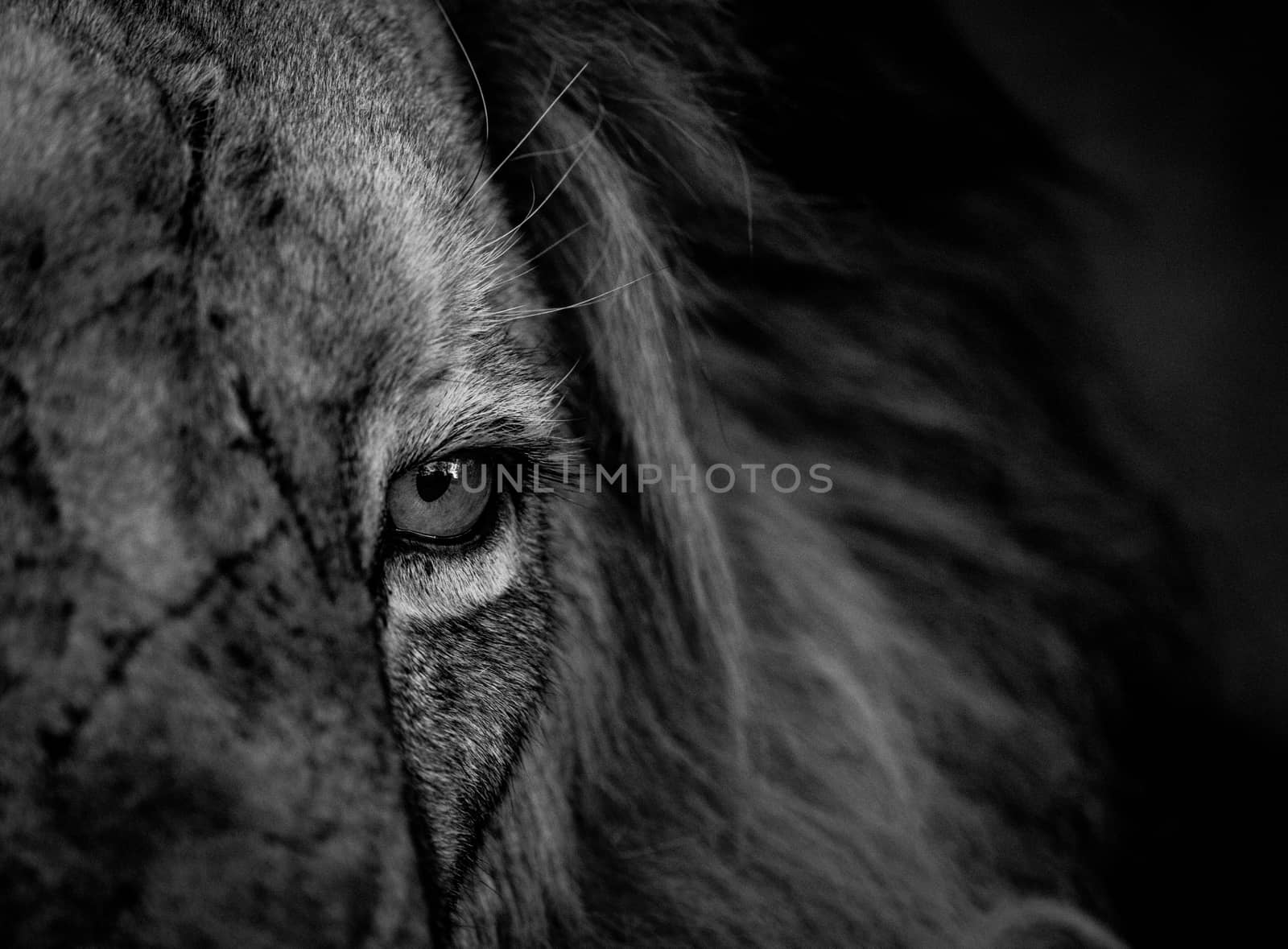 Close up of a Lion eye in black and white in the Kruger National Park, South Africa.