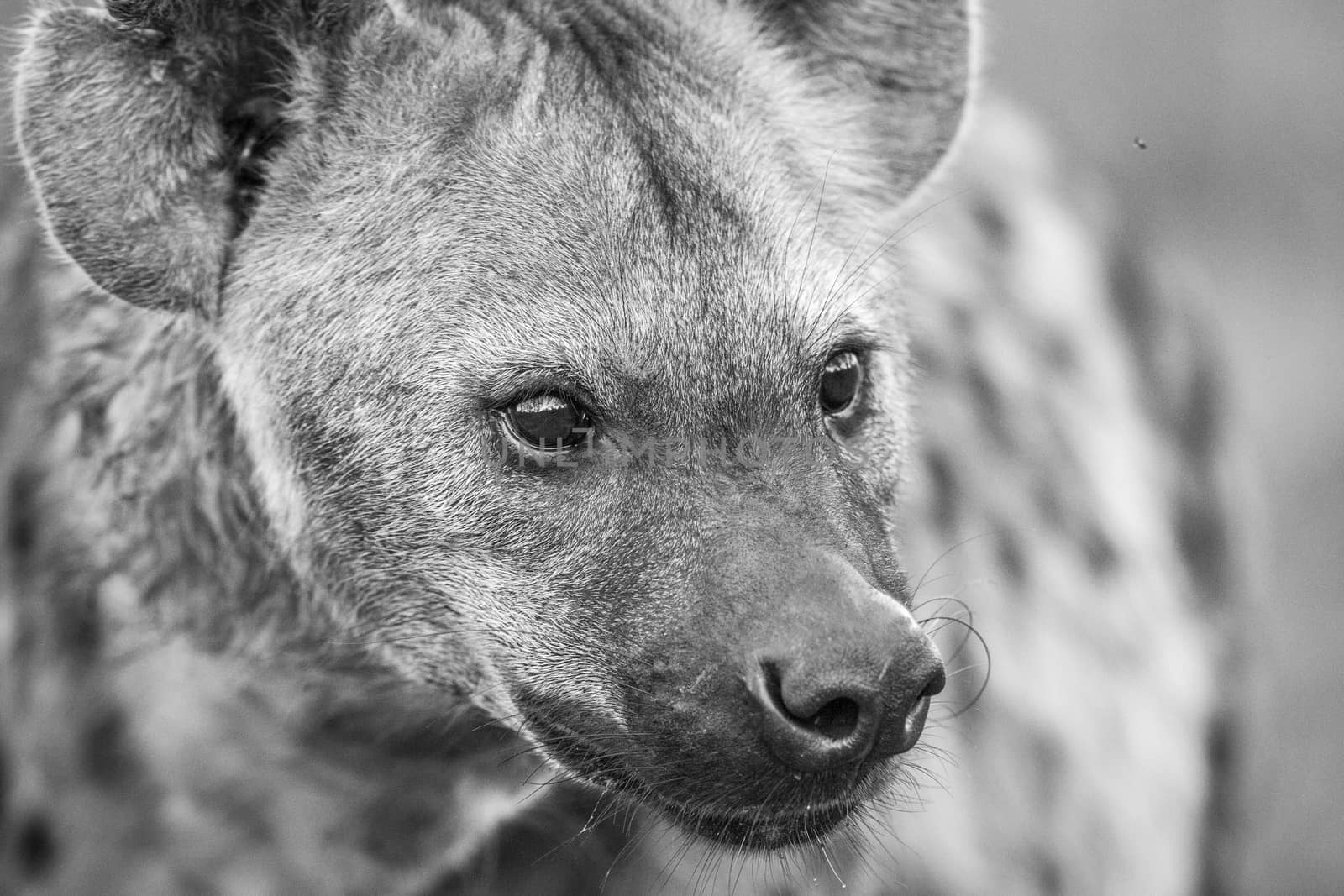 Close up of Spotted hyena in black and white. by Simoneemanphotography