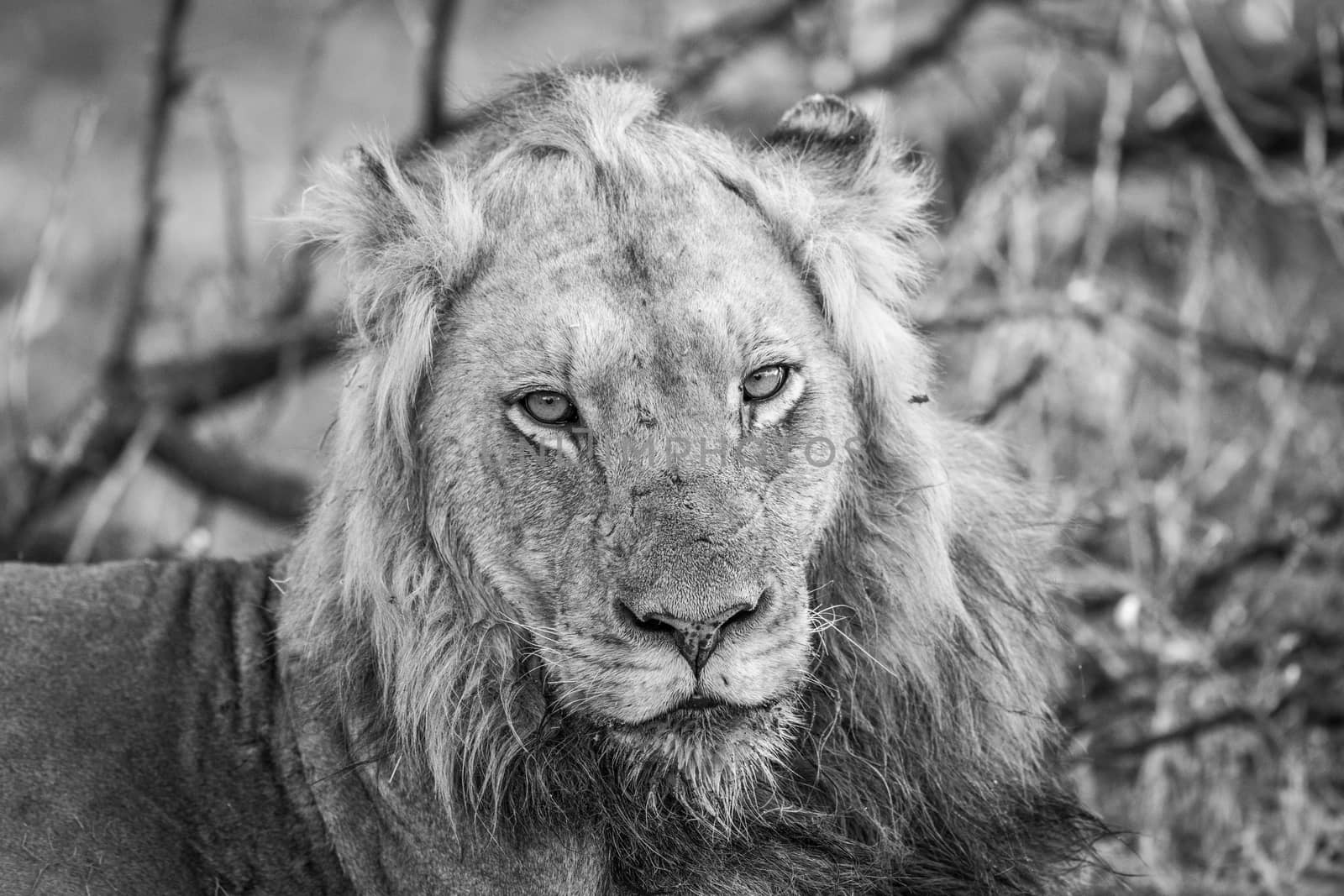 Starring male Lion in black and white in the Kruger National Park, South Africa.
