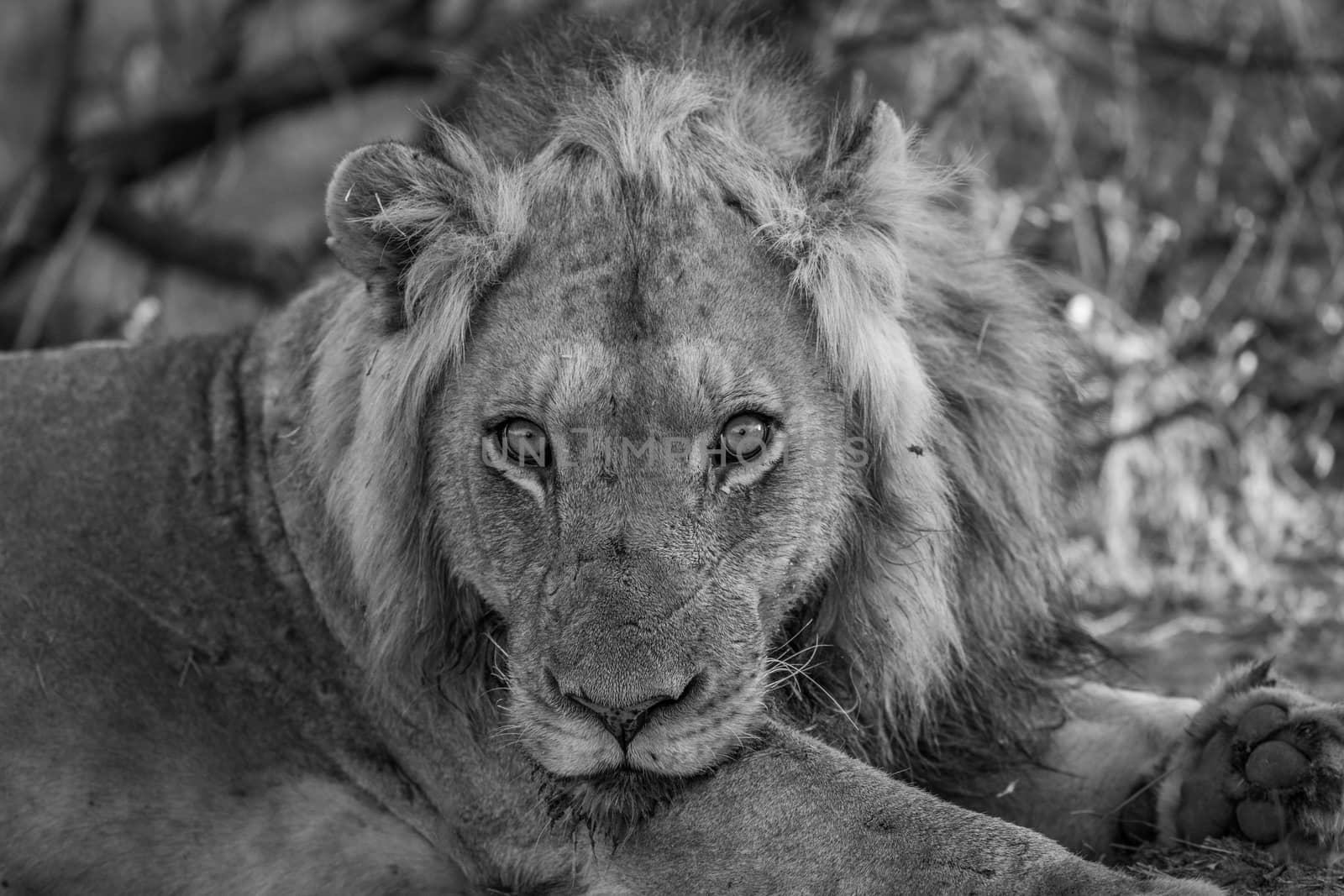 Starring male Lion in black and white in the Kruger National Park, South Africa.