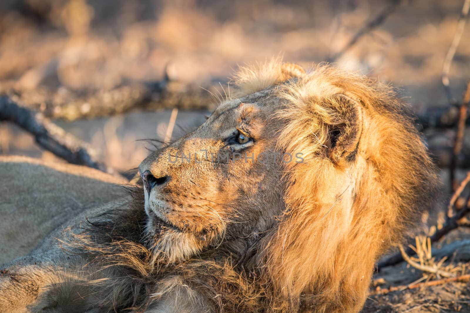 Side profile of a male Lion in the Kruger. by Simoneemanphotography