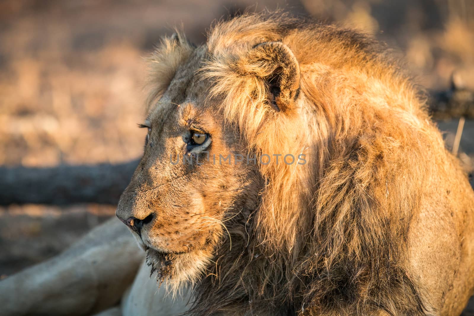 Side profile of a male Lion in the Kruger National Park, South Africa.