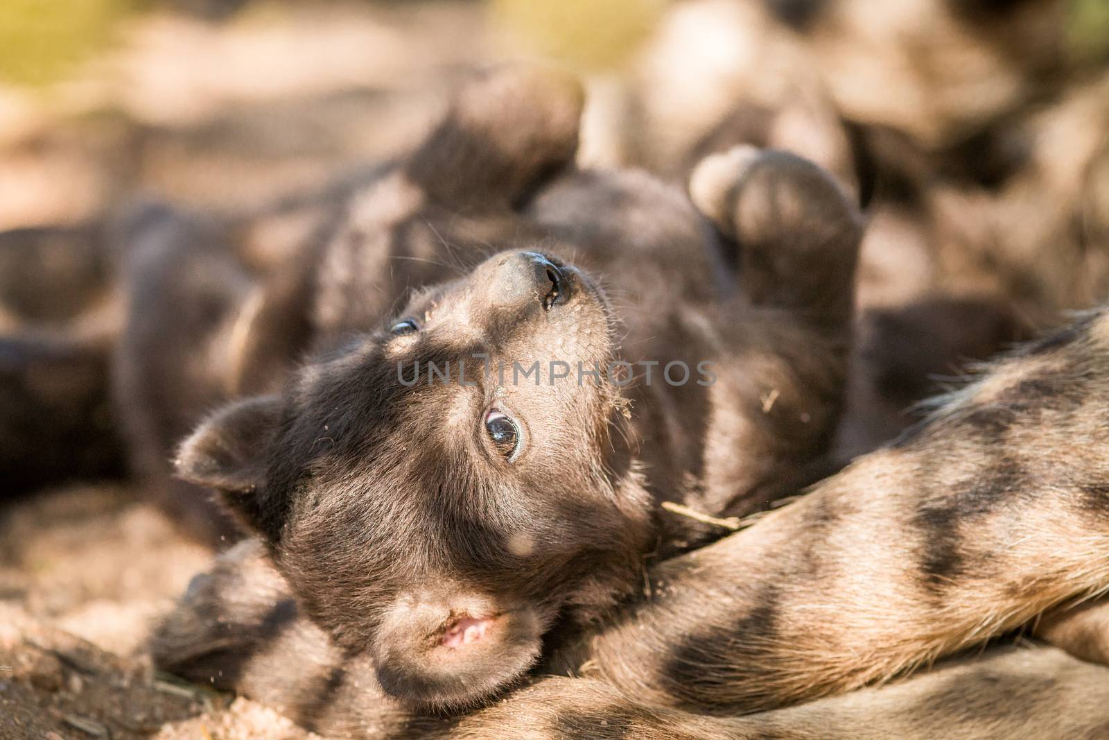 Spotted hyena pup in the Kruger National Park, South Africa.