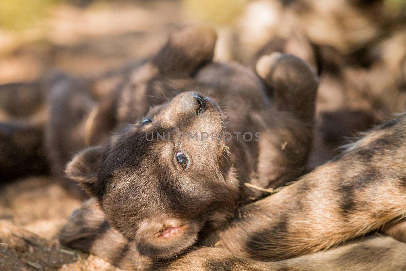 Spotted hyena pup in the Kruger National Park. by Simoneemanphotography