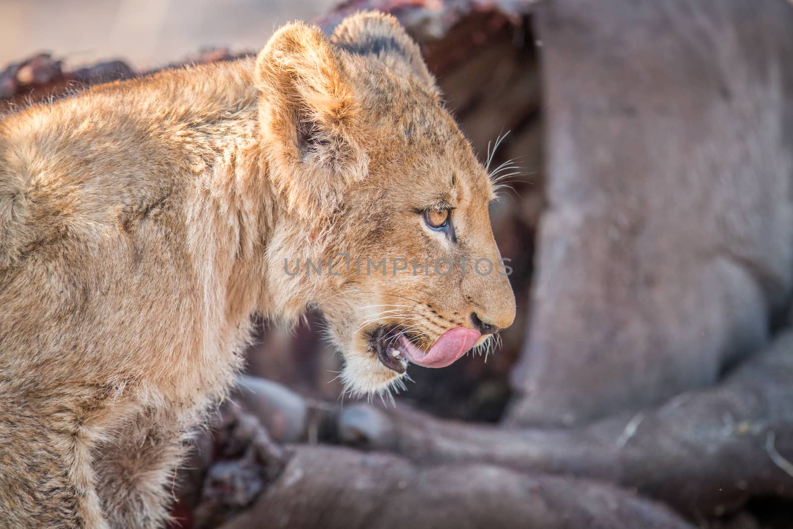 Lion cub licking himself in the Kruger. by Simoneemanphotography