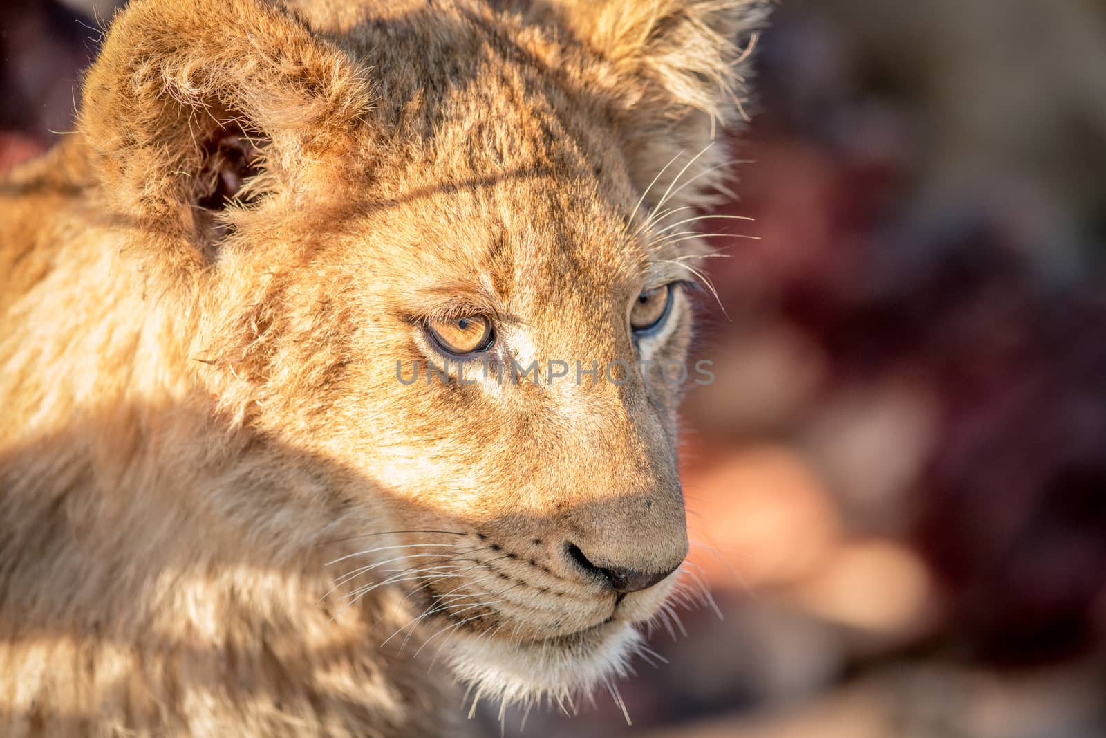 Starring Lion cub in the Kruger. by Simoneemanphotography