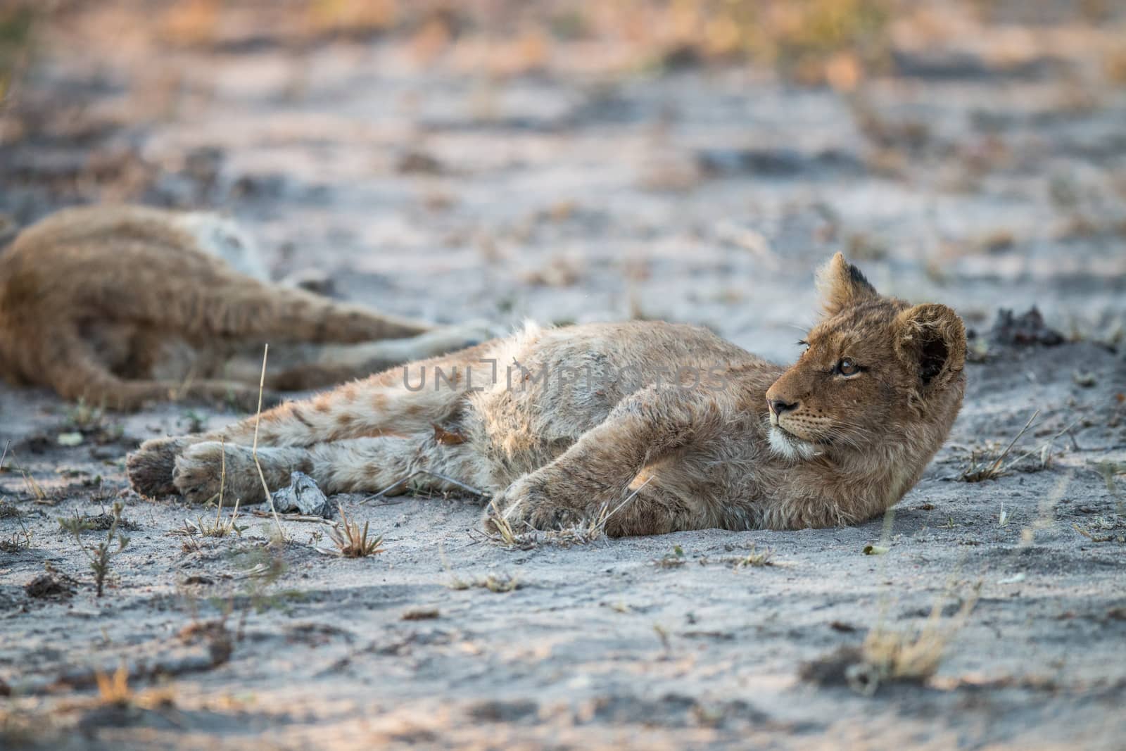 Lion cub laying down in the Kruger. by Simoneemanphotography