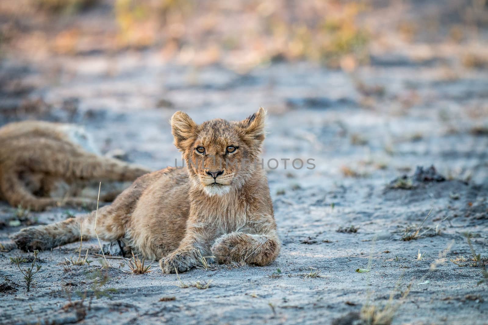 Lion cub laying down in the Kruger National Park, South Africa.