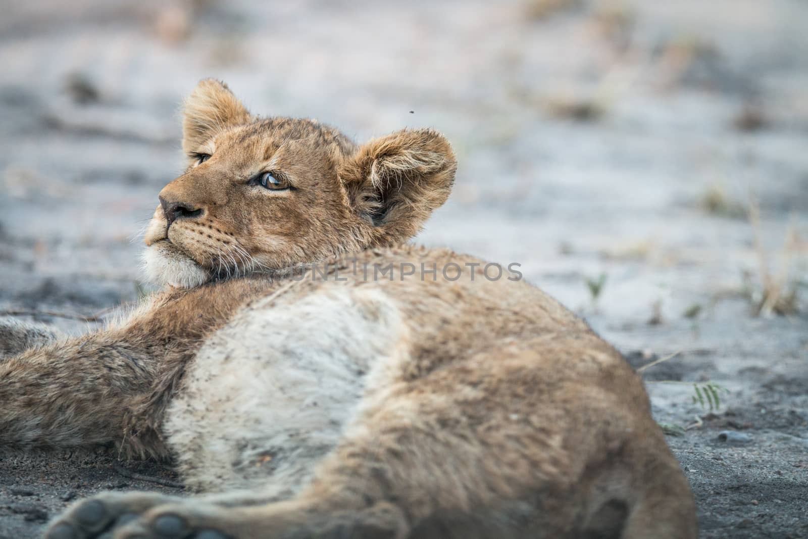 Lion cub laying down in the Kruger. by Simoneemanphotography