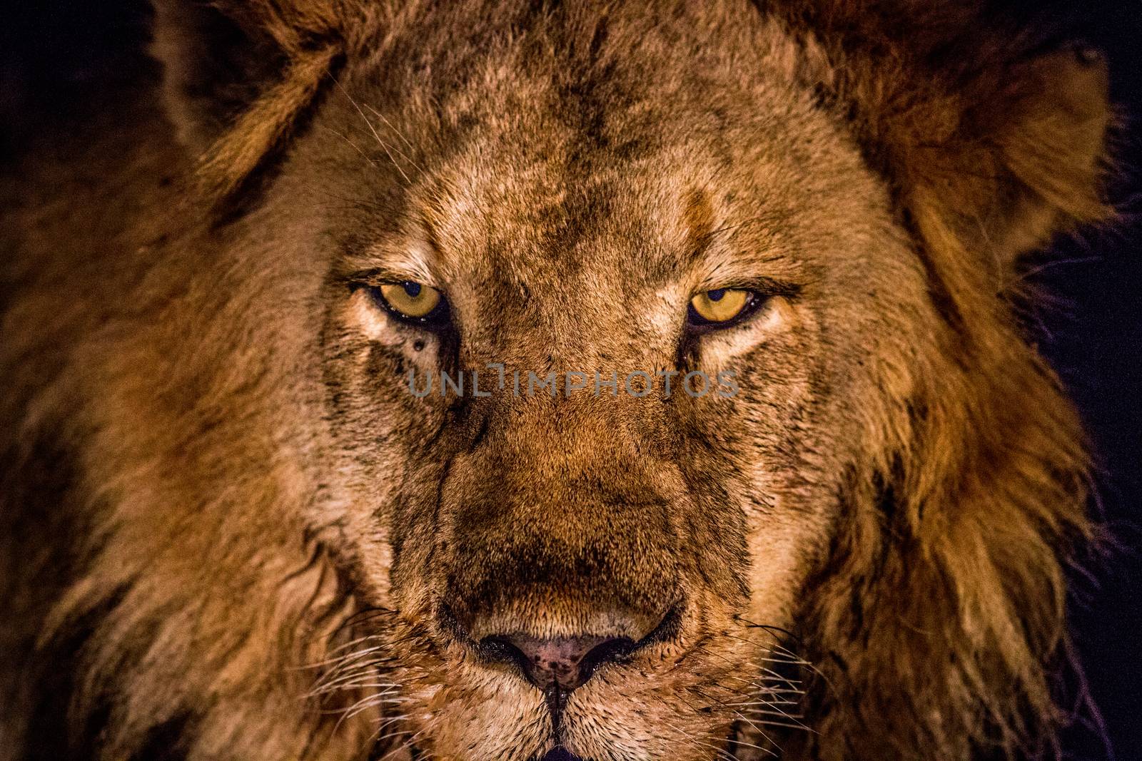 Starring male Lion in the spotlight in the Kruger National Park, South Africa.