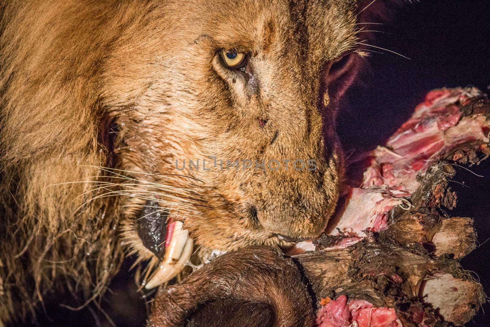 Eating Lion in the spotlight in the Kruger. by Simoneemanphotography