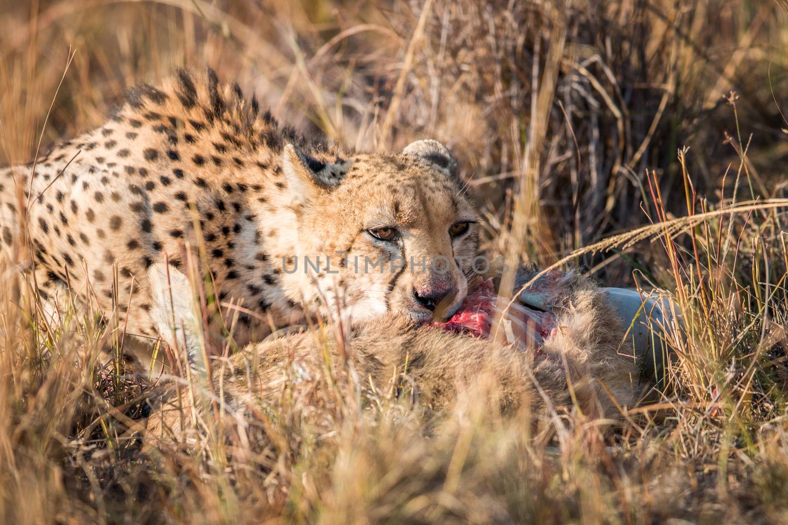 Cheetah eating a common reedbuck in the Kruger. by Simoneemanphotography