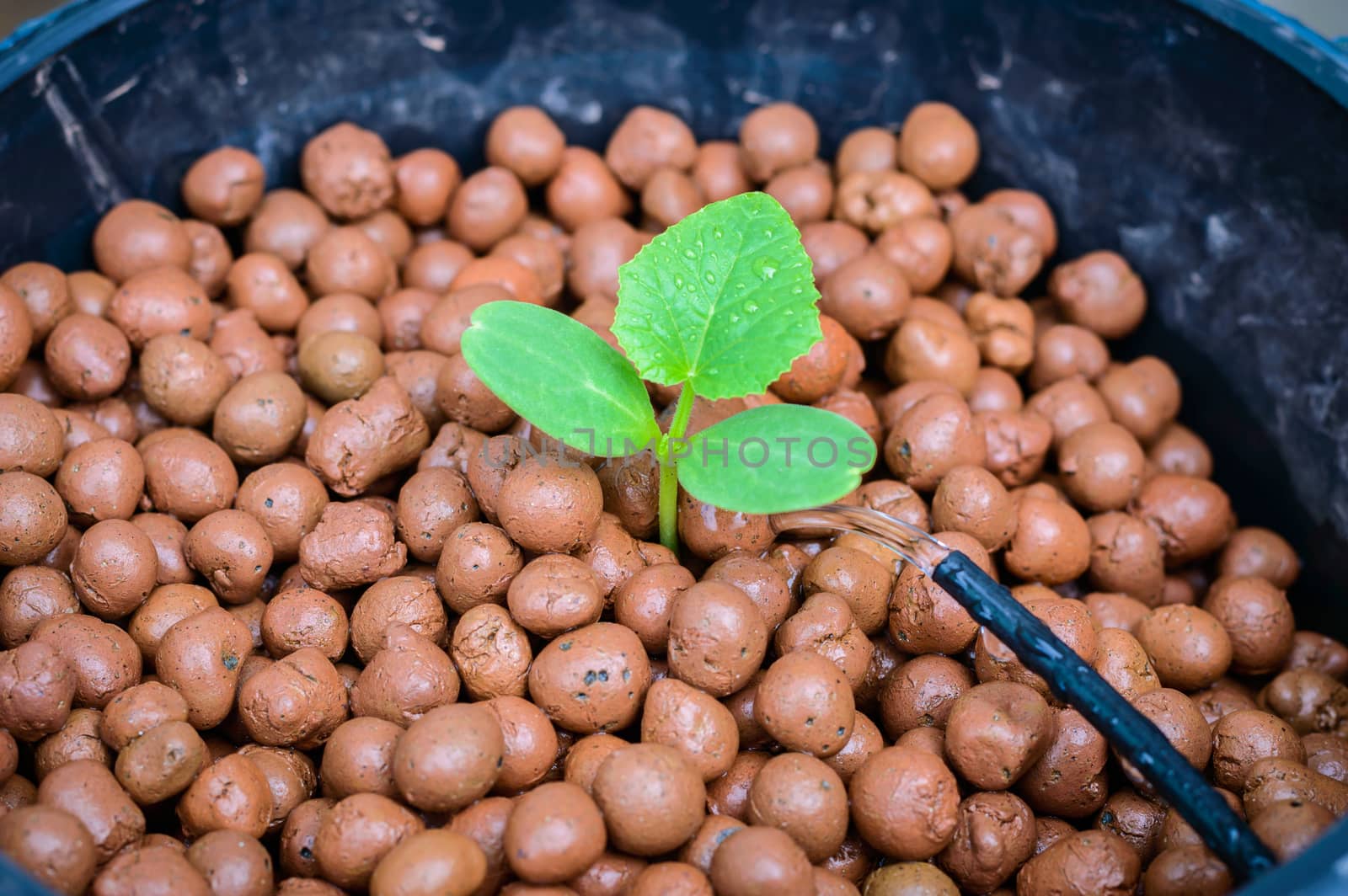 melon tree growing in the plastic pot with the Clay tablet