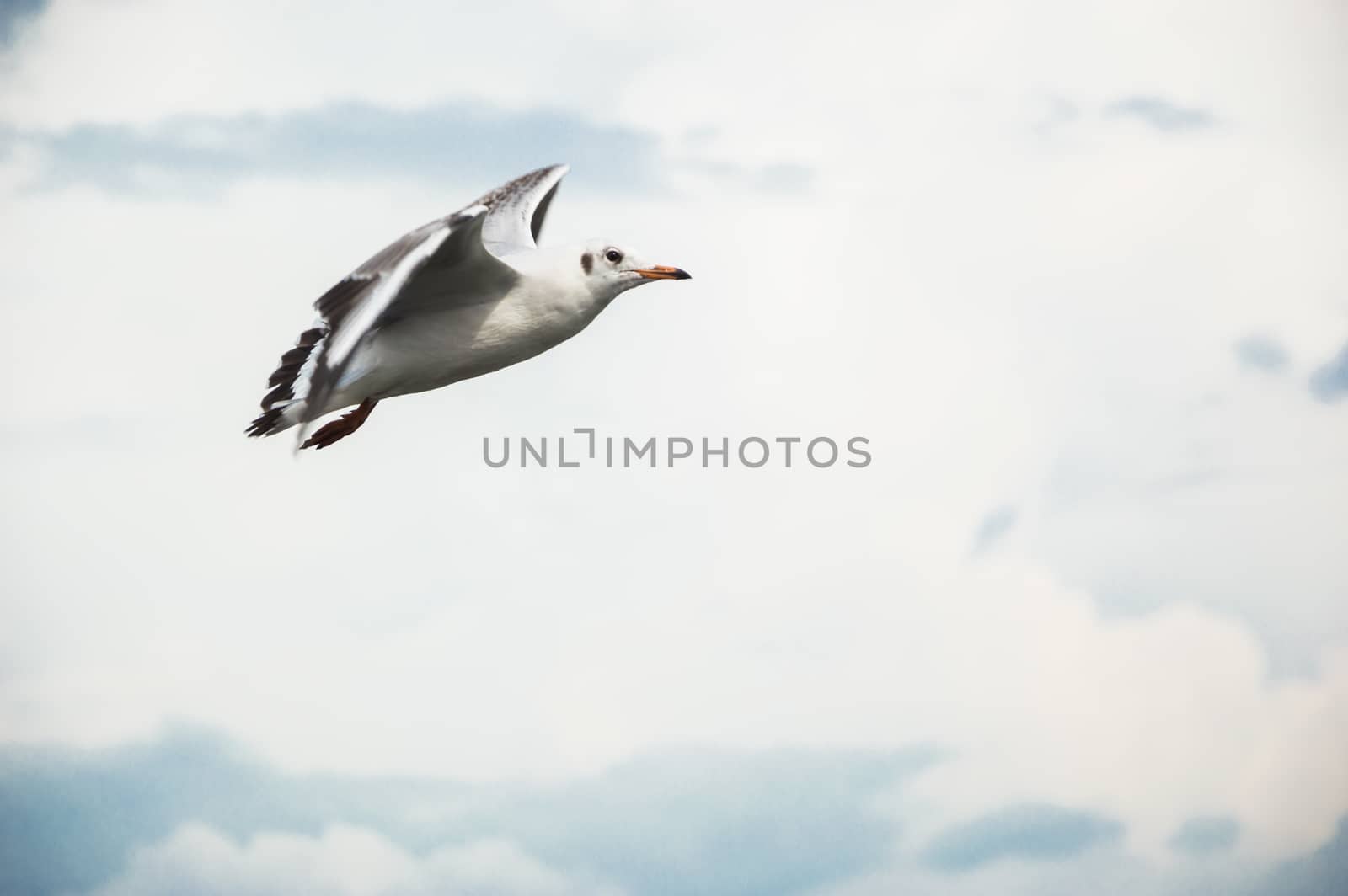 Seagulls flying gracefully on the sky