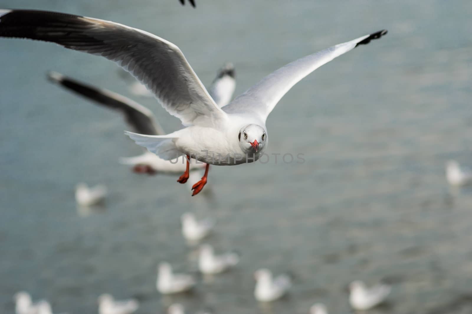 Seagulls flying gracefully on the sky
