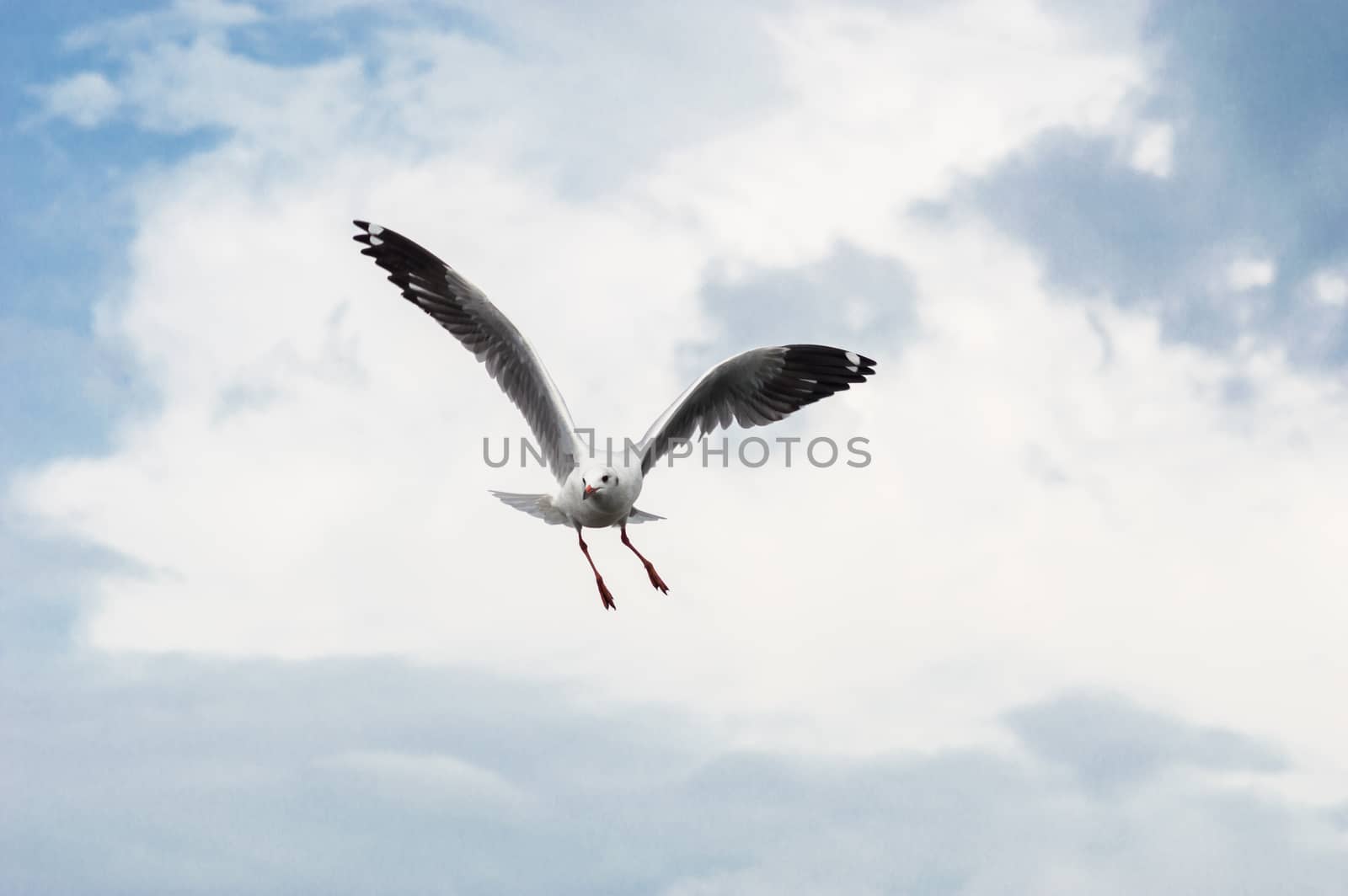 Seagulls flying gracefully on the sky