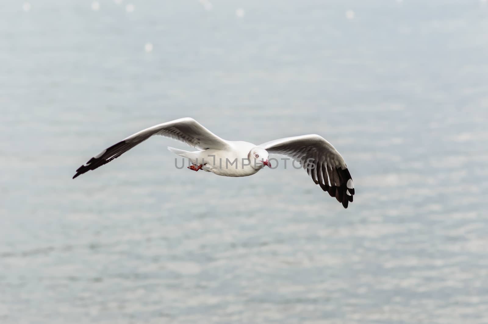 Seagulls flying gracefully on the sky