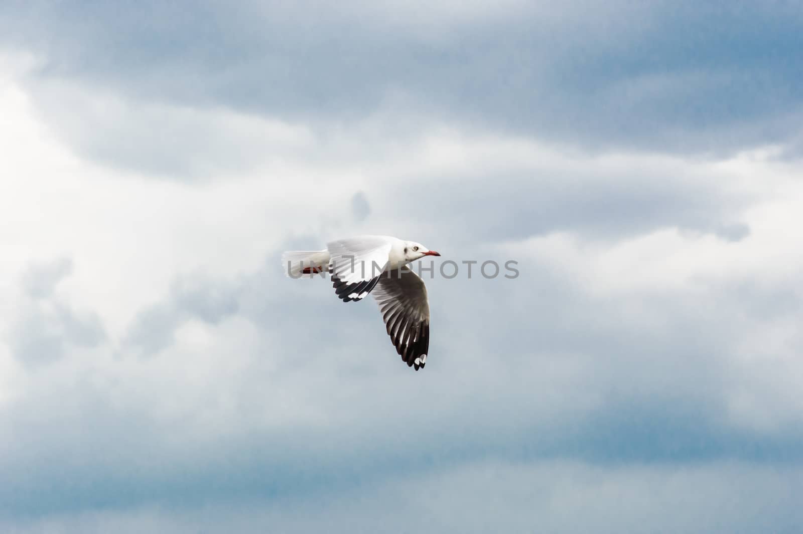 Seagulls flying gracefully on the sky