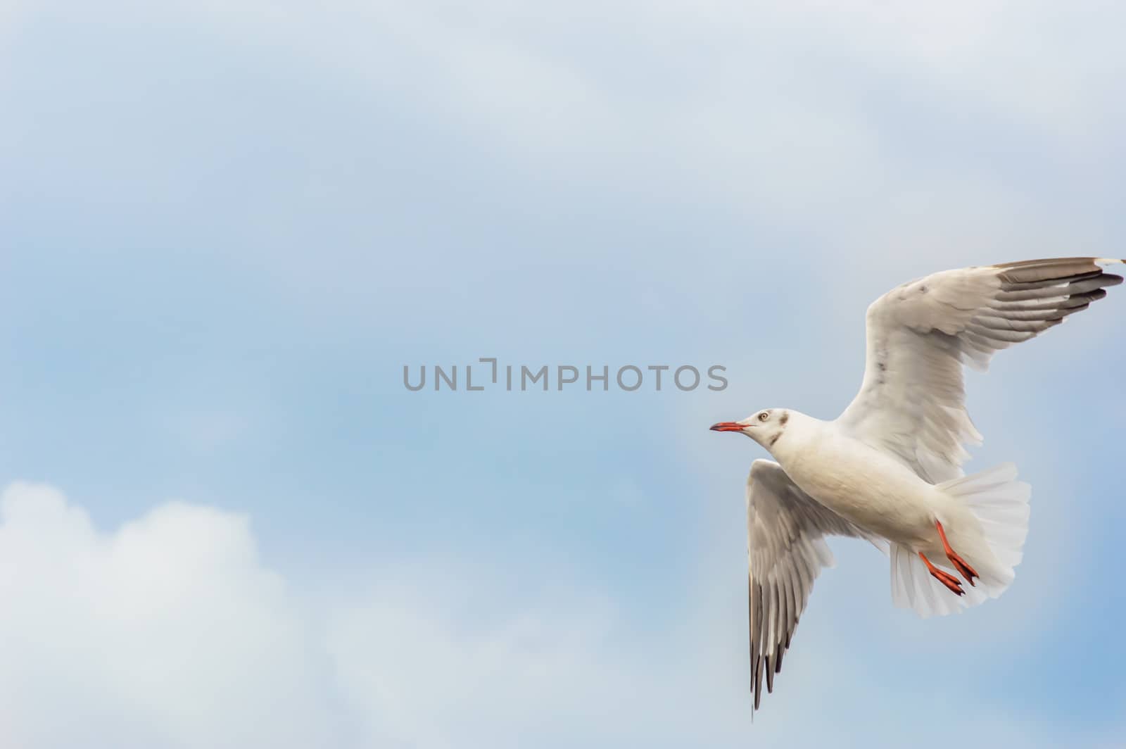 Seagulls flying gracefully on the sky