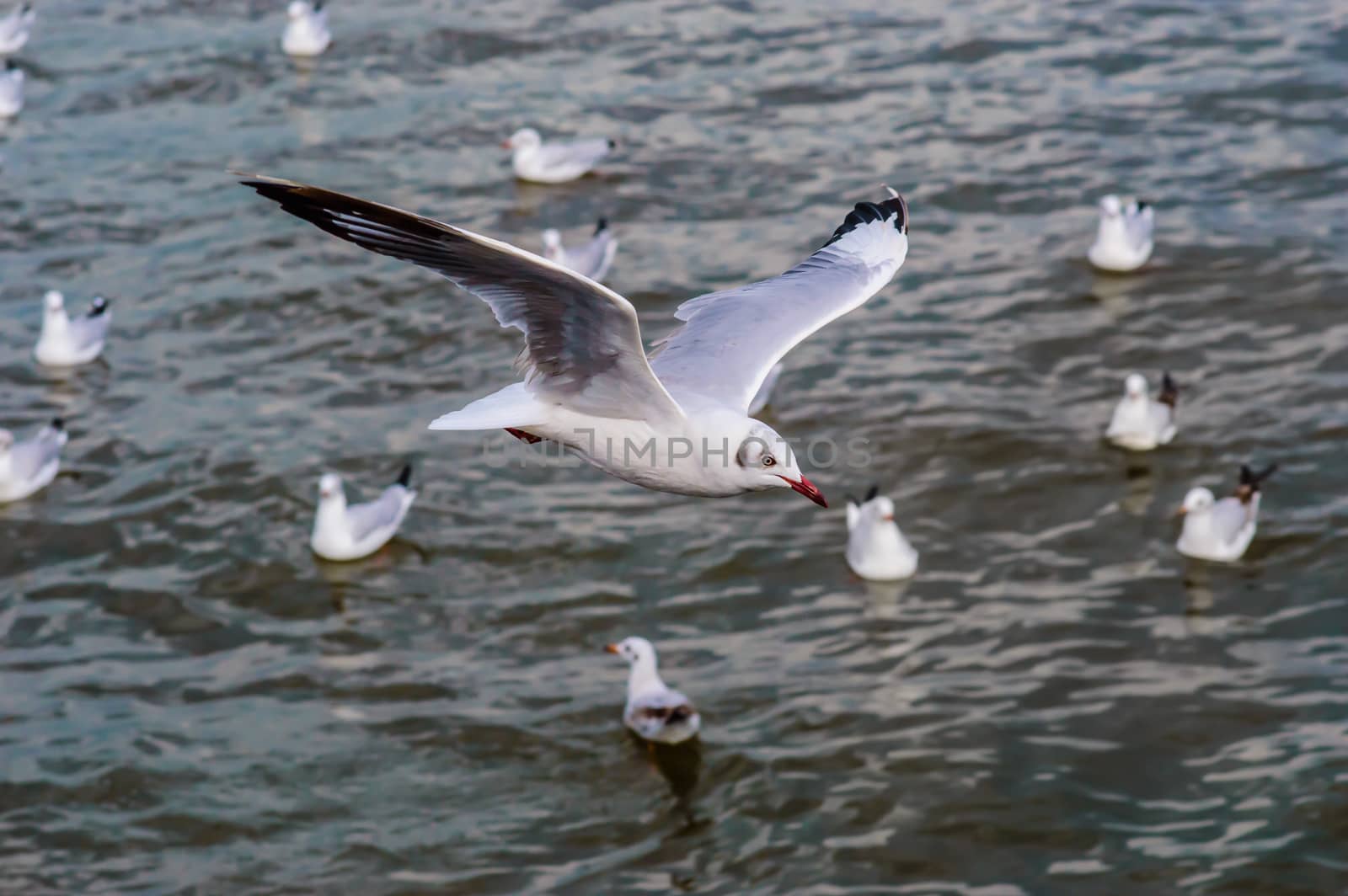 Seagulls flying gracefully on the sky