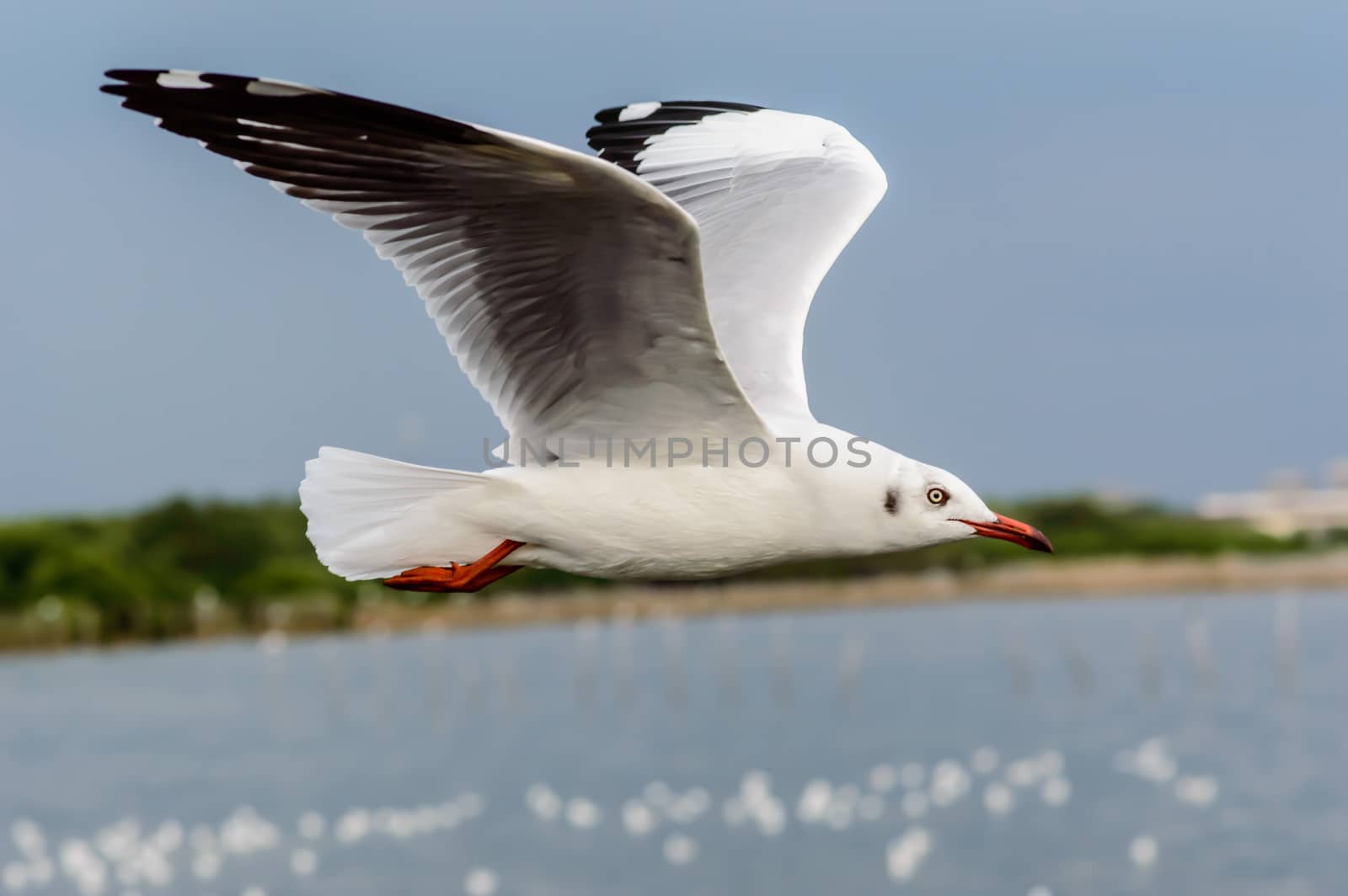 Seagulls flying gracefully on the sky