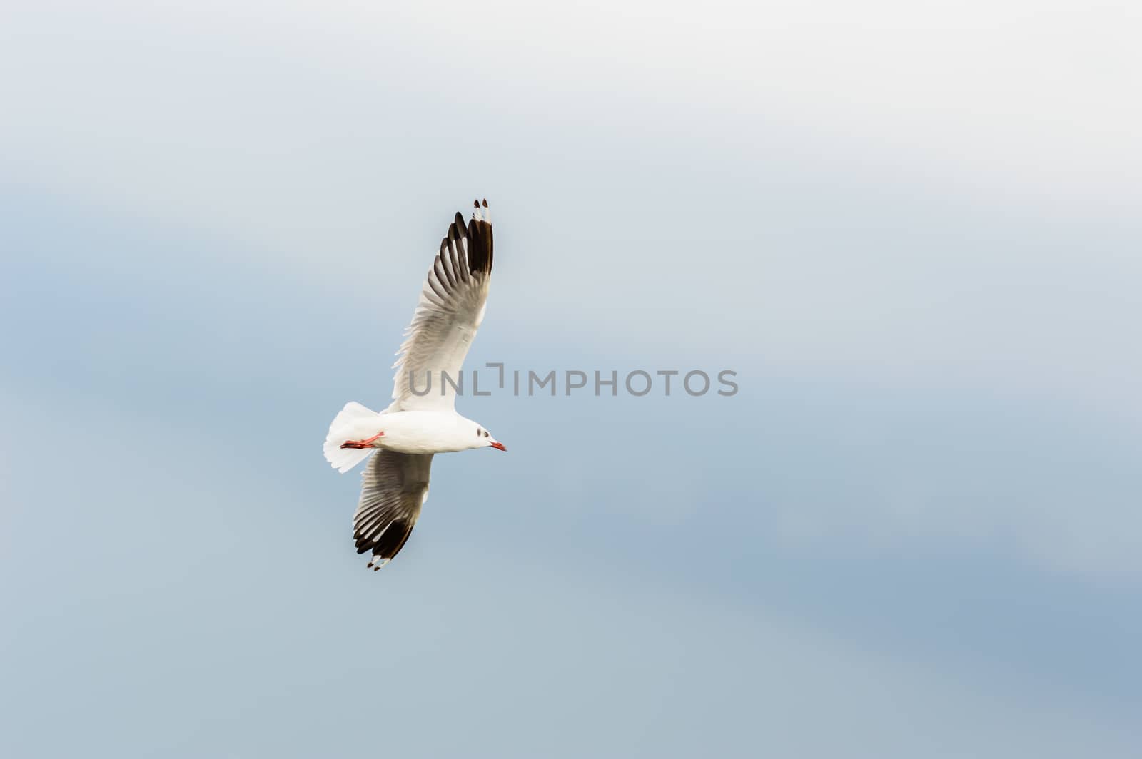 Seagulls flying gracefully on the sky