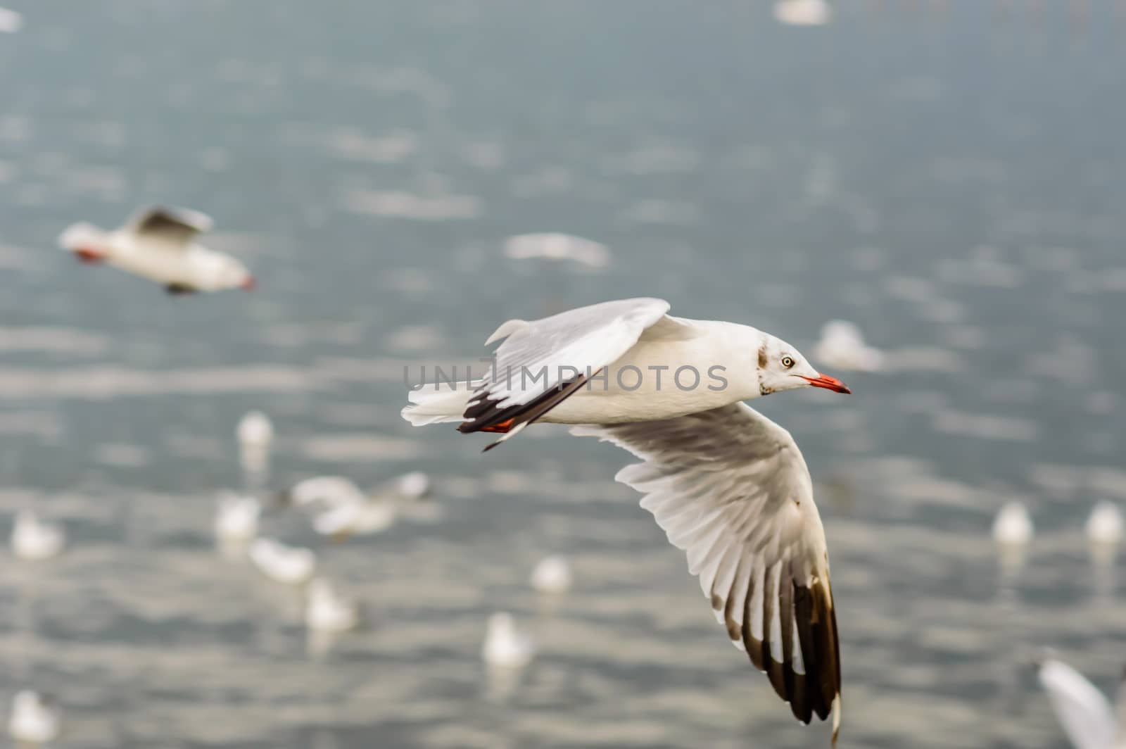 Seagulls flying gracefully on the sky