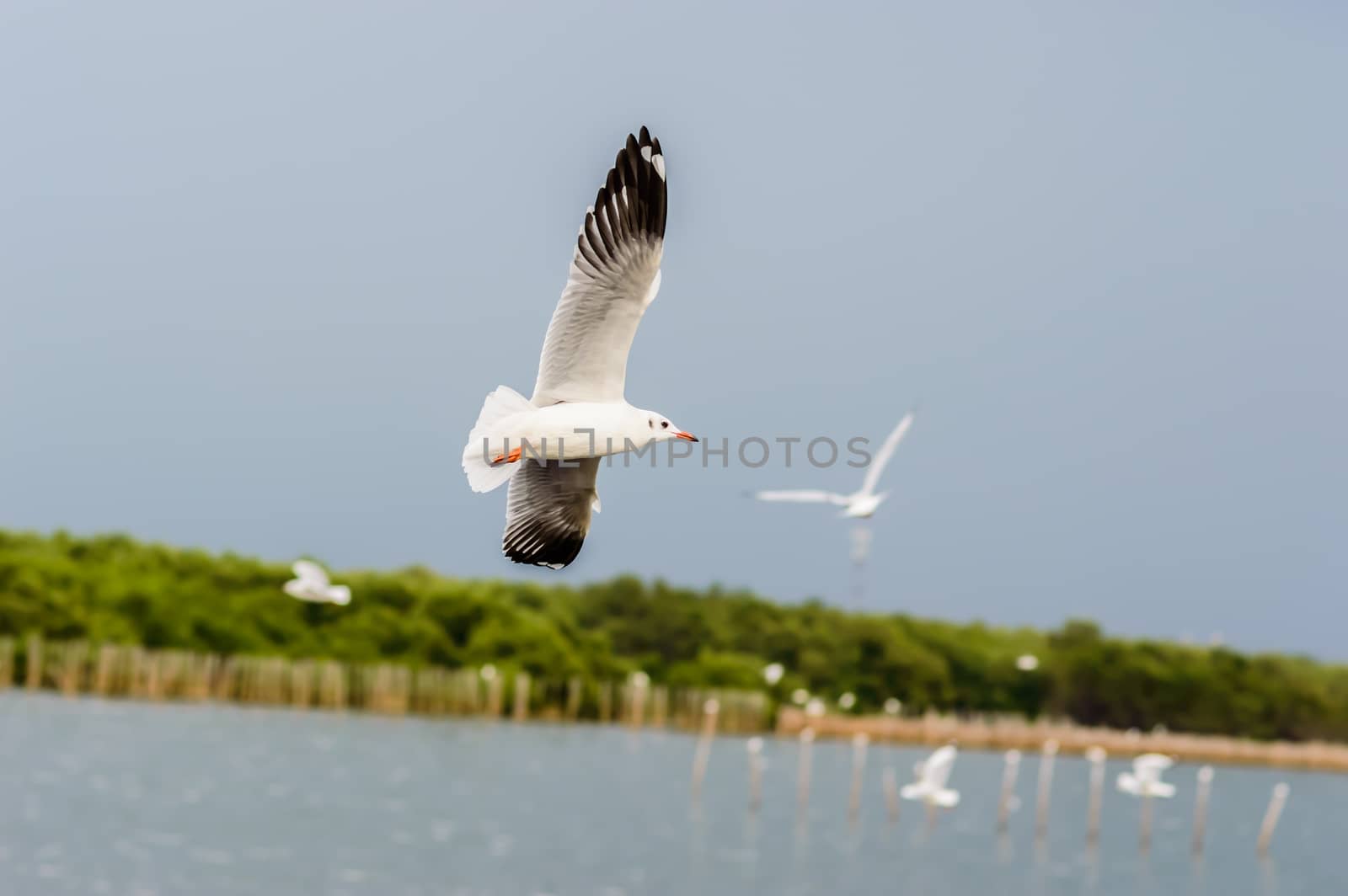 Seagulls flying gracefully on the sky