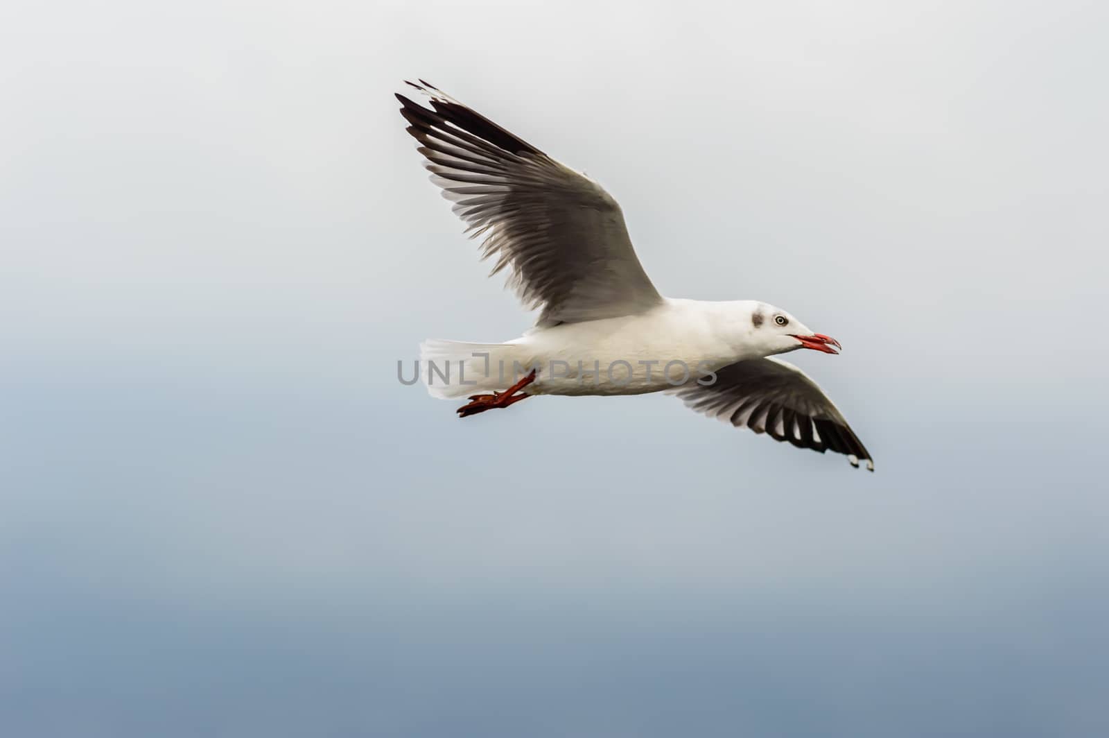 Seagulls flying gracefully on the sky