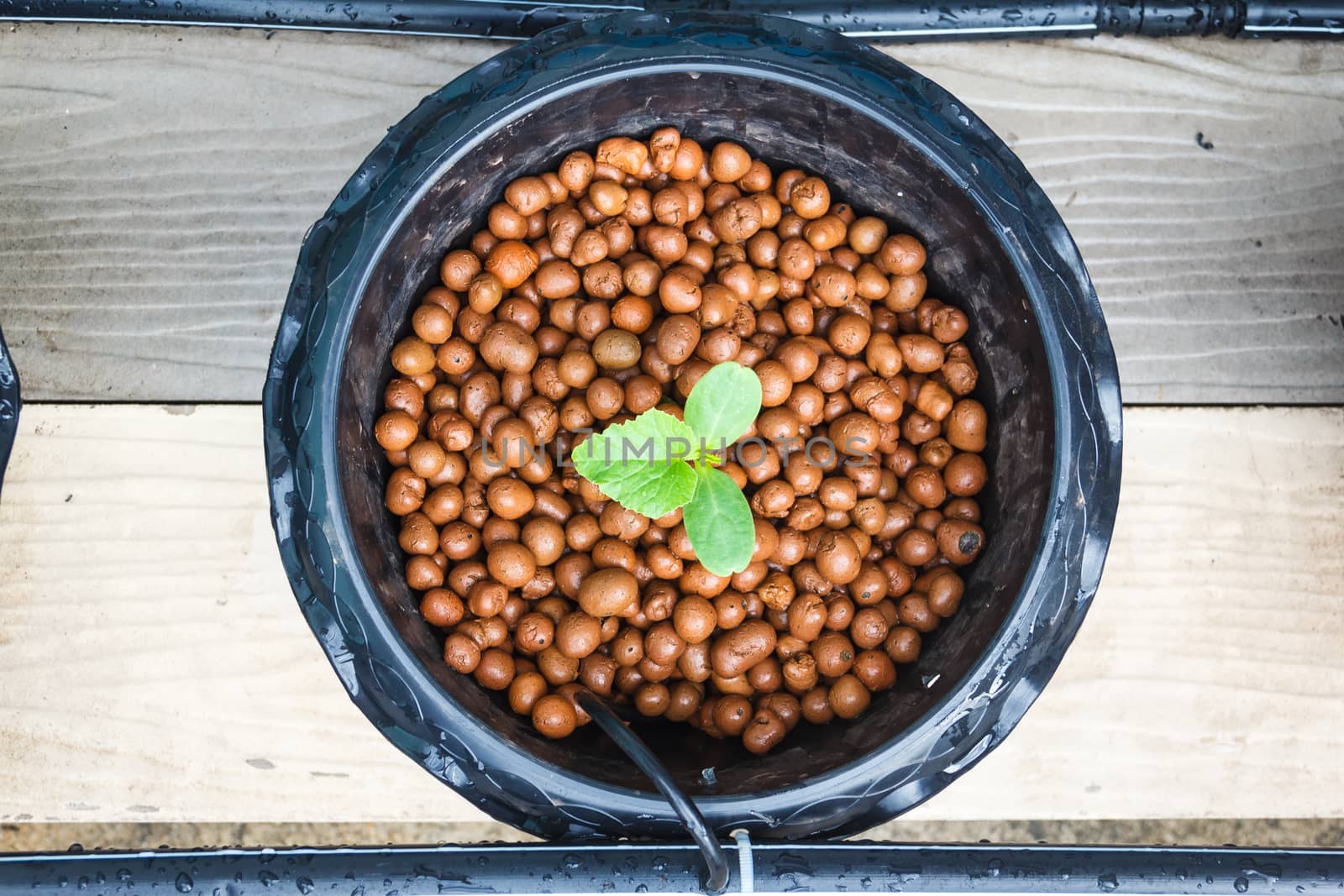 melon tree growing in the plastic pot with the Clay tablet