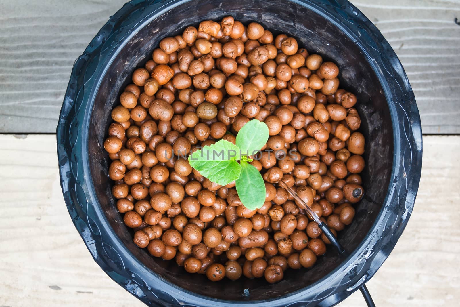 melon tree growing in the plastic pot with the Clay tablet