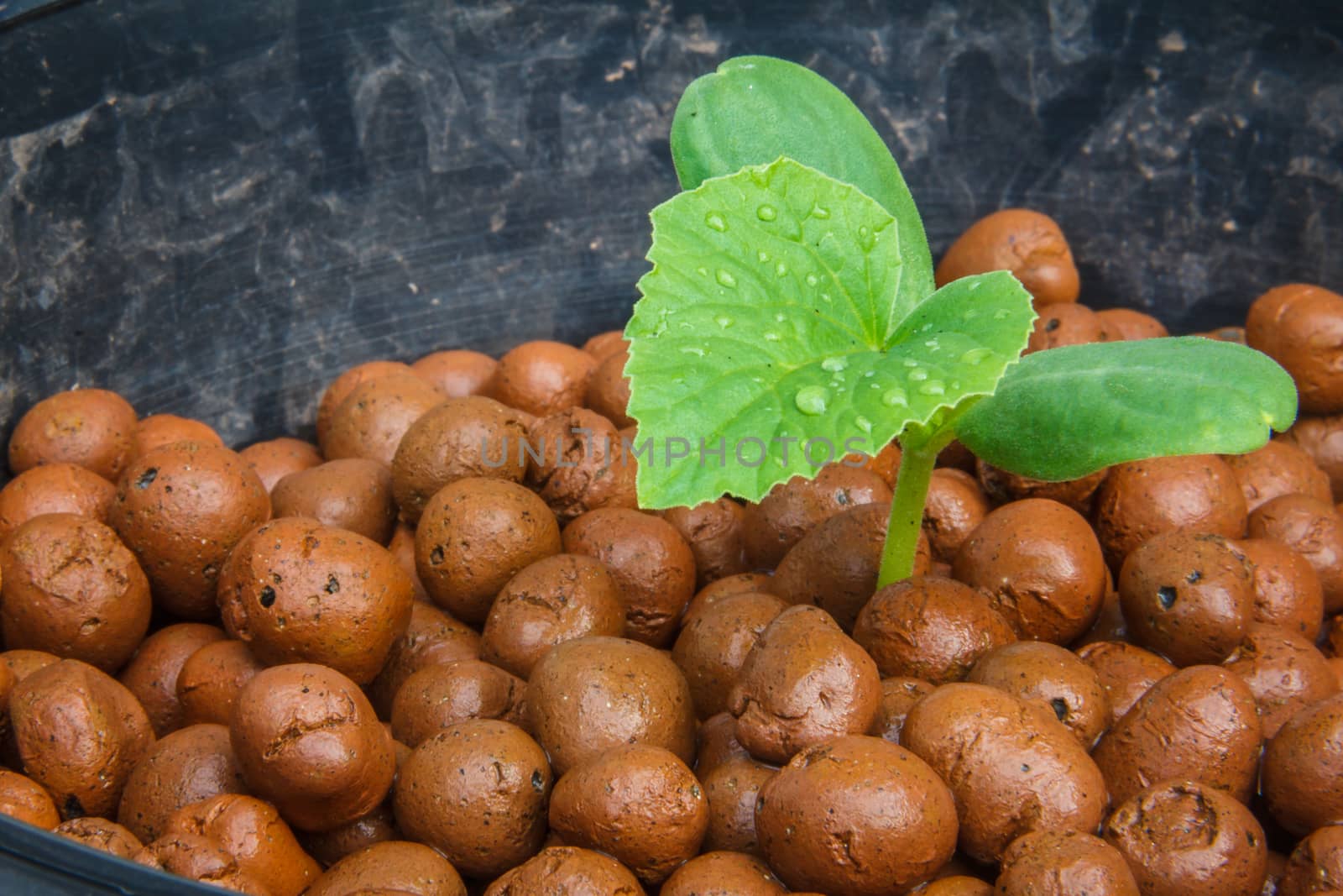 melon tree growing in the plastic pot with the Clay tablet