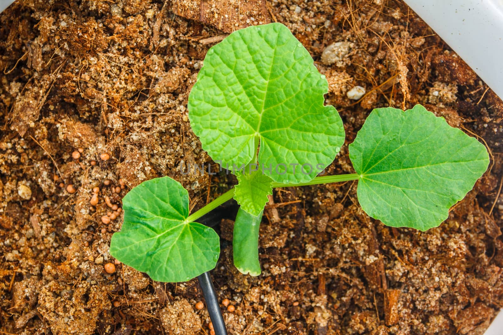 melon tree growing in the plastic pot with the Clay tablet