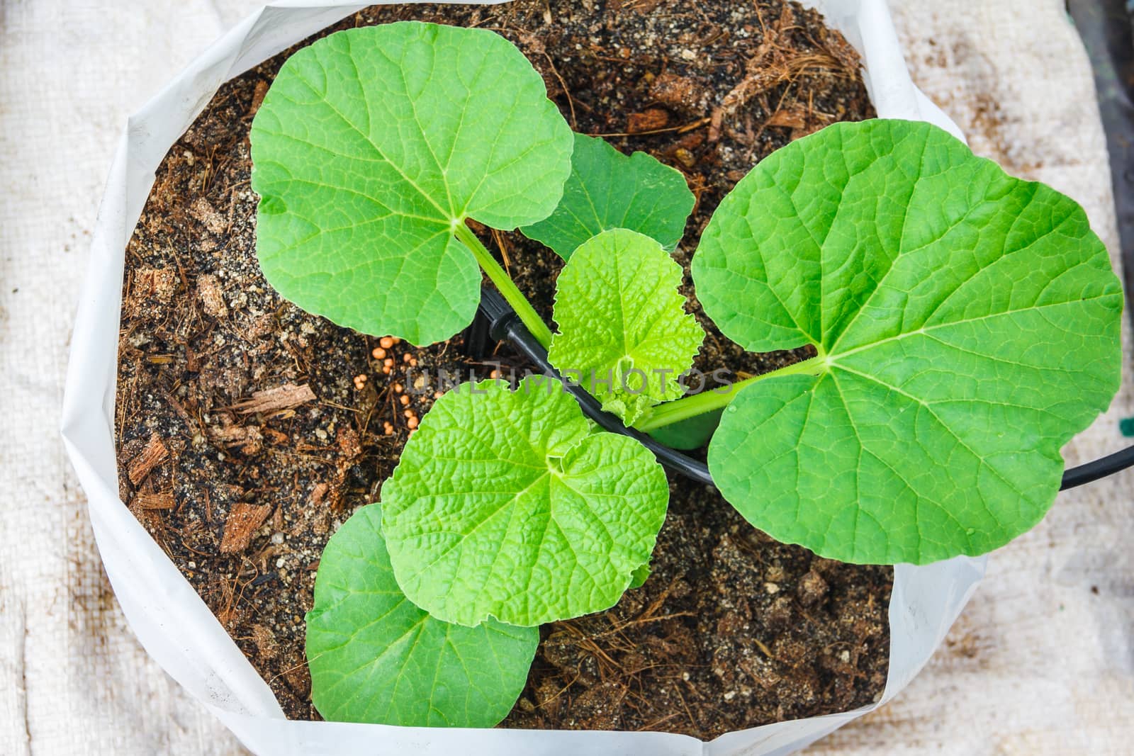 melon tree growing in the plastic pot with the Clay tablet