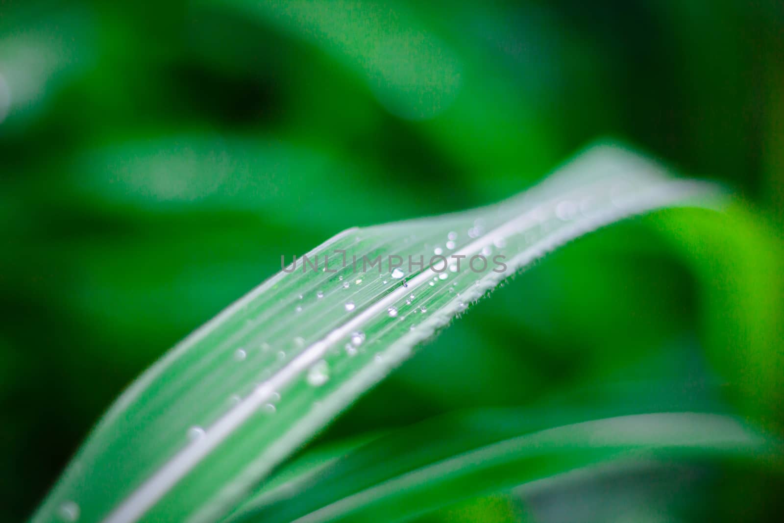 the Green grass  leaf with rain drop, background