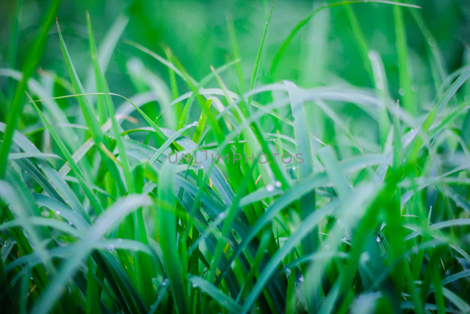 the Green grass  leaf with rain drop, background