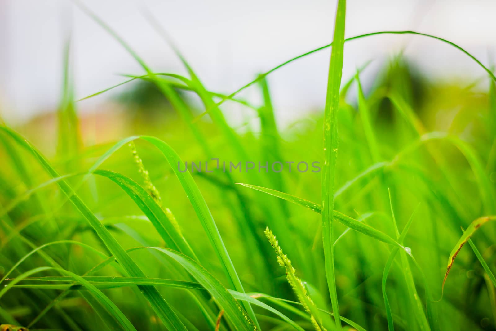 the Green grass  leaf, background