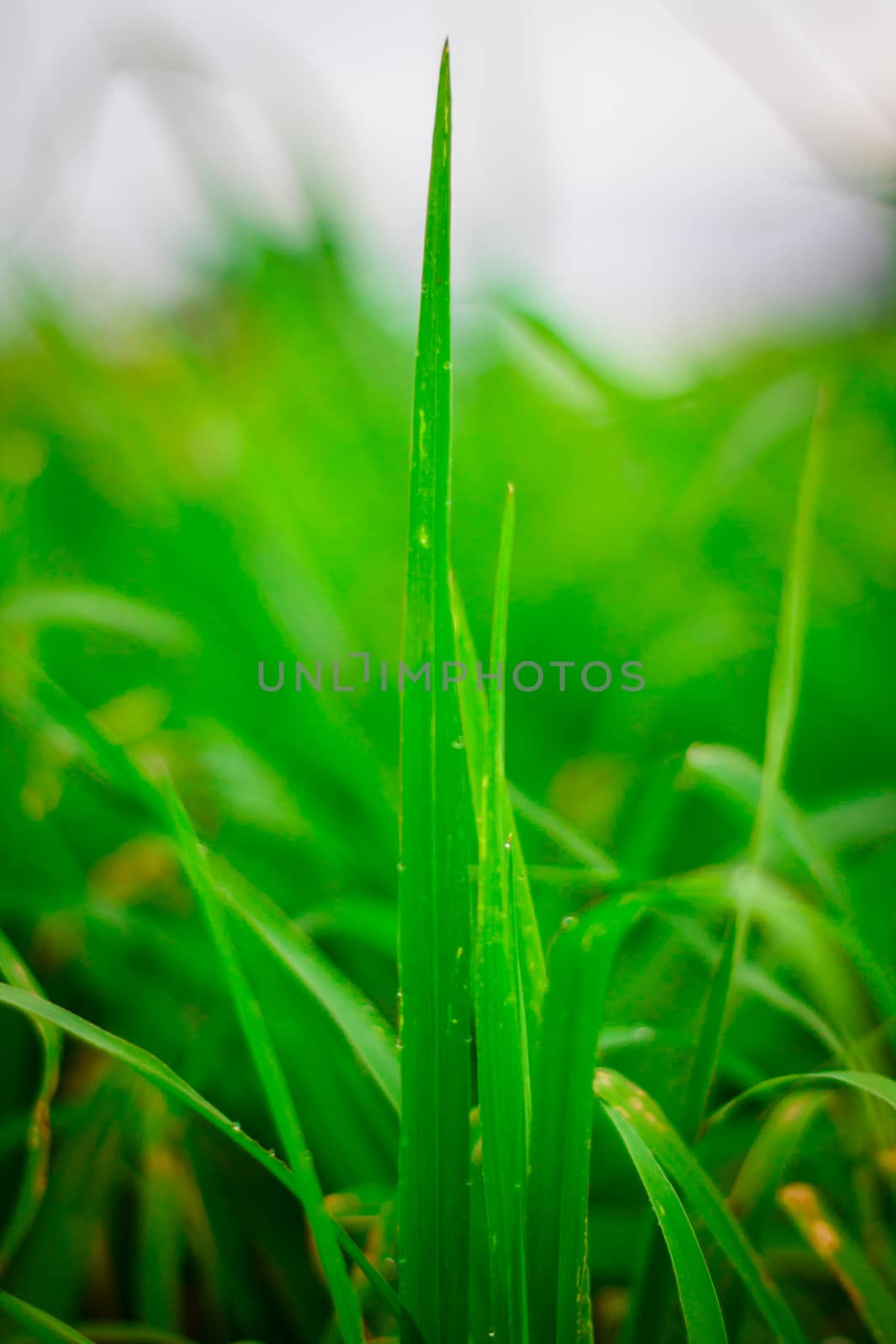 the Green grass  leaf with rain drop, background