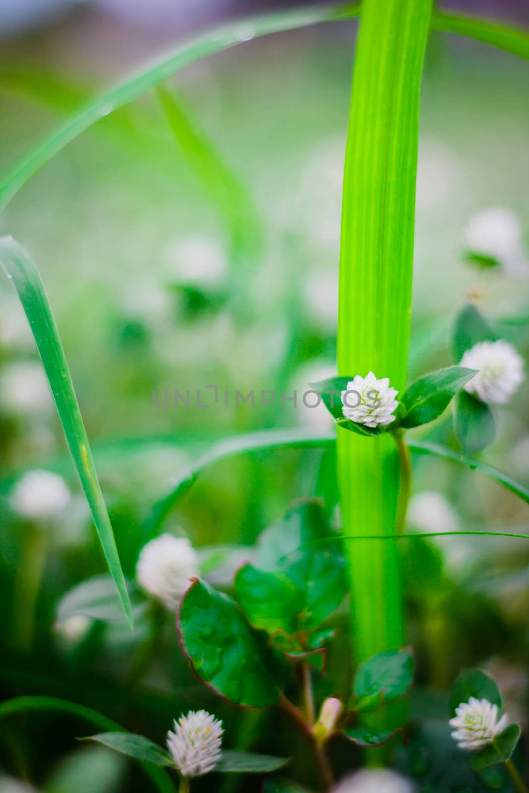 the Green grass  leaf flower grass, background