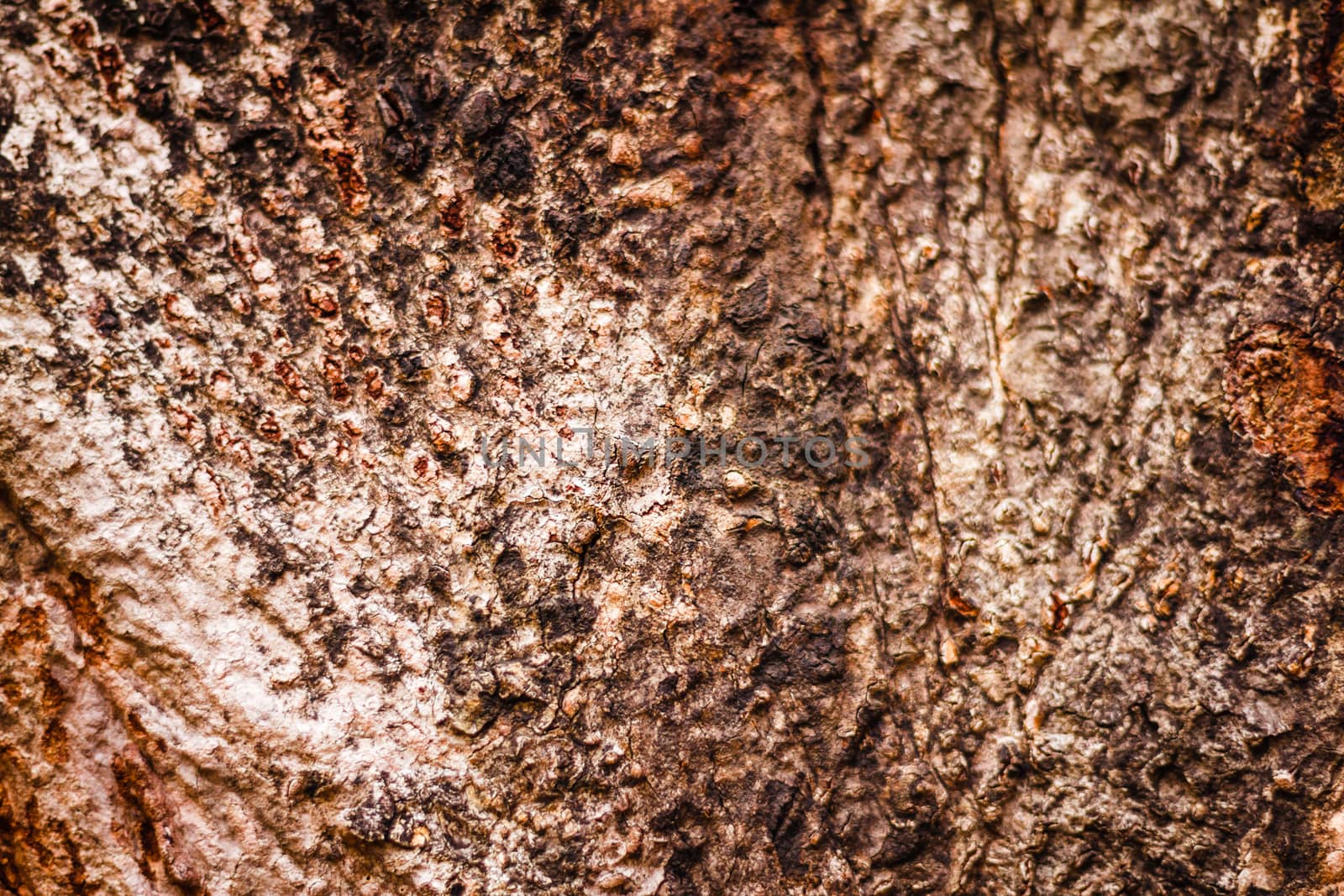 the Bark of Old Wood Tree Texture Background Pattern