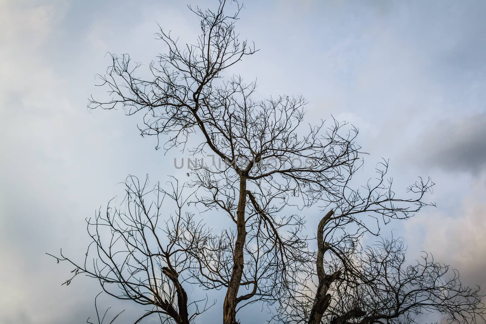the  dry branch tree with dark clound background