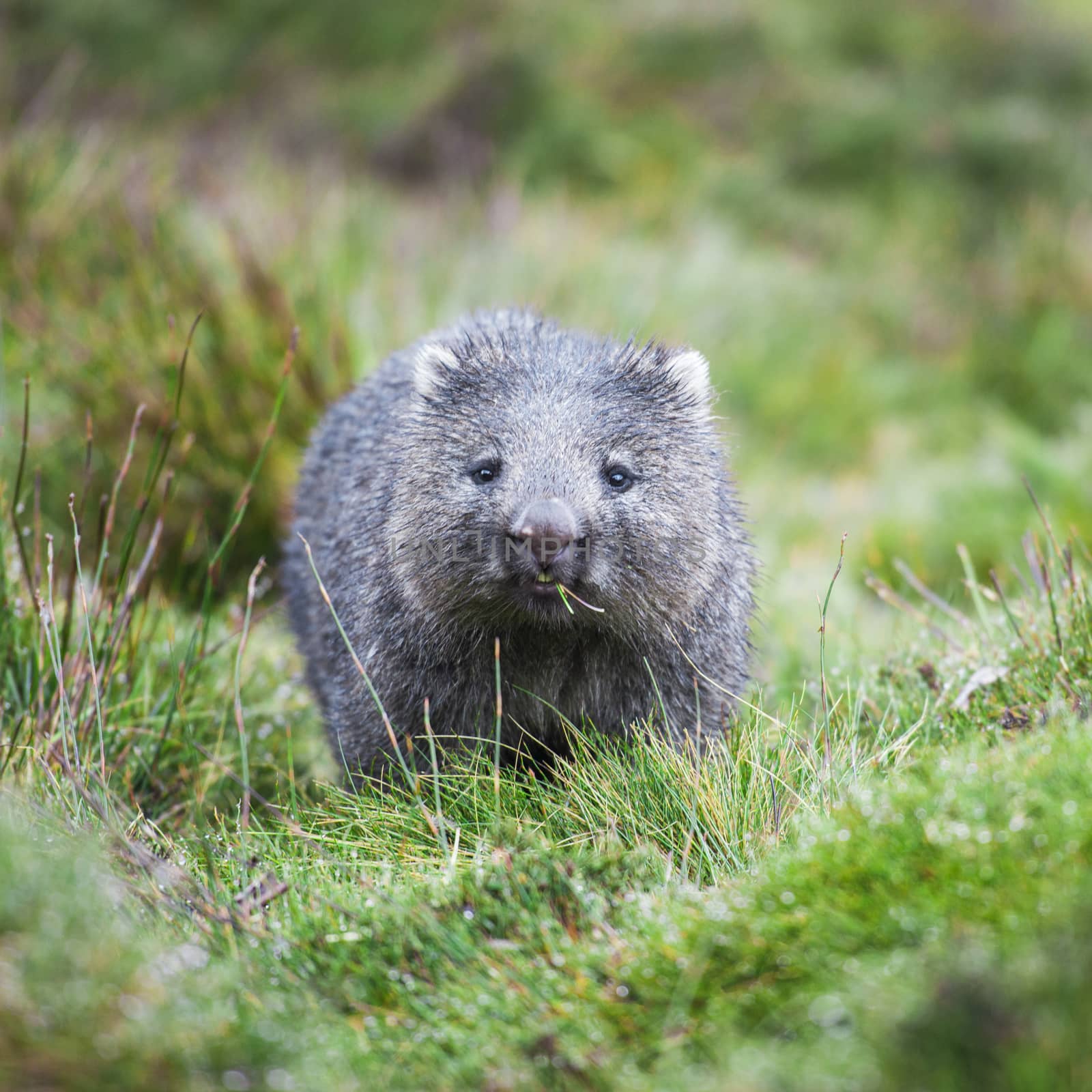 Wombat found during the day in Cradle Mountain, Tasmania 