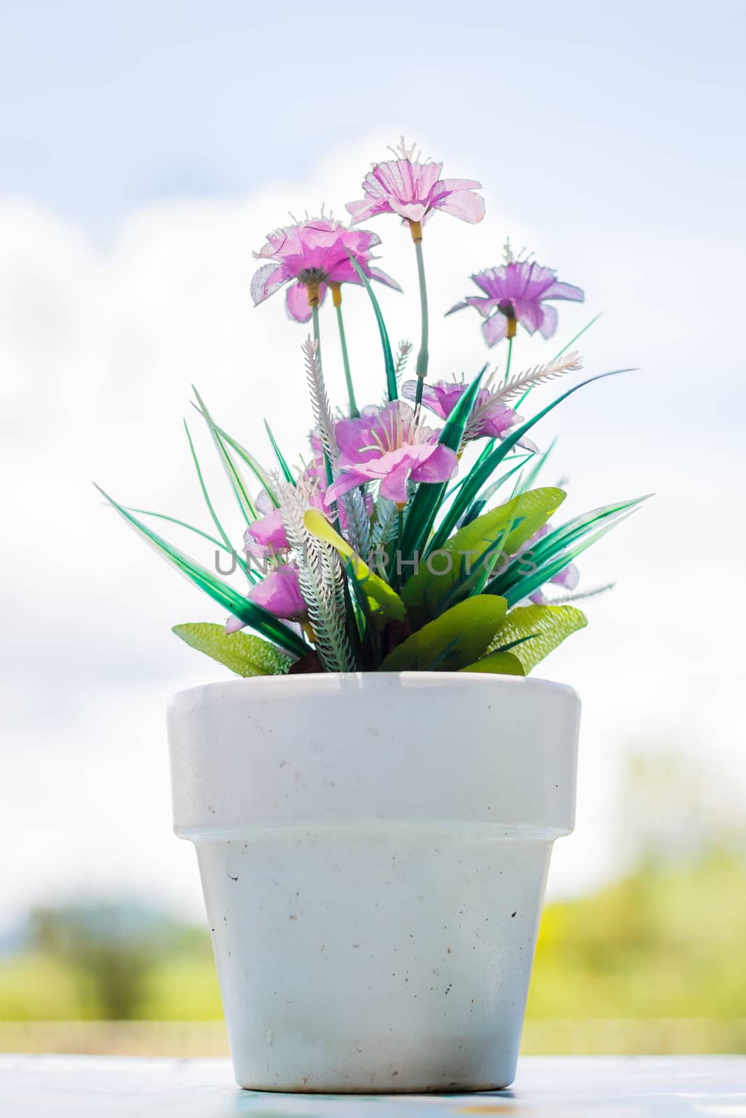 the flower in a flower pot on an white table with background