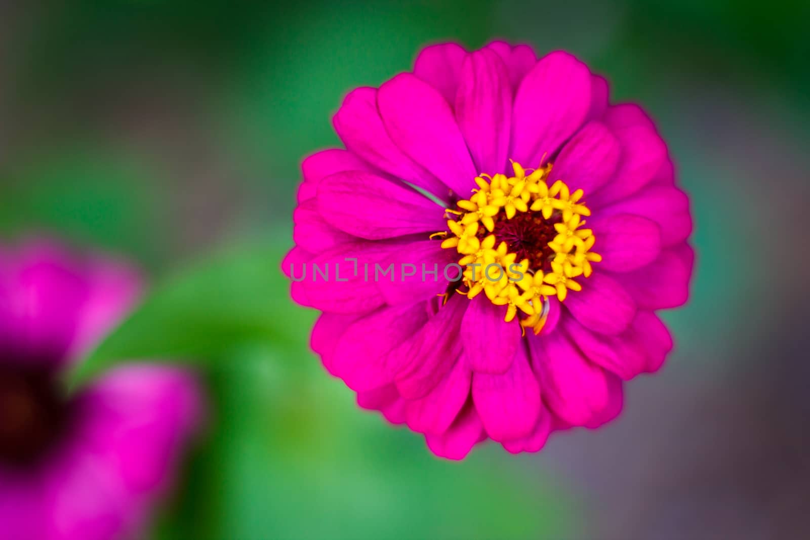 the background, flower garden