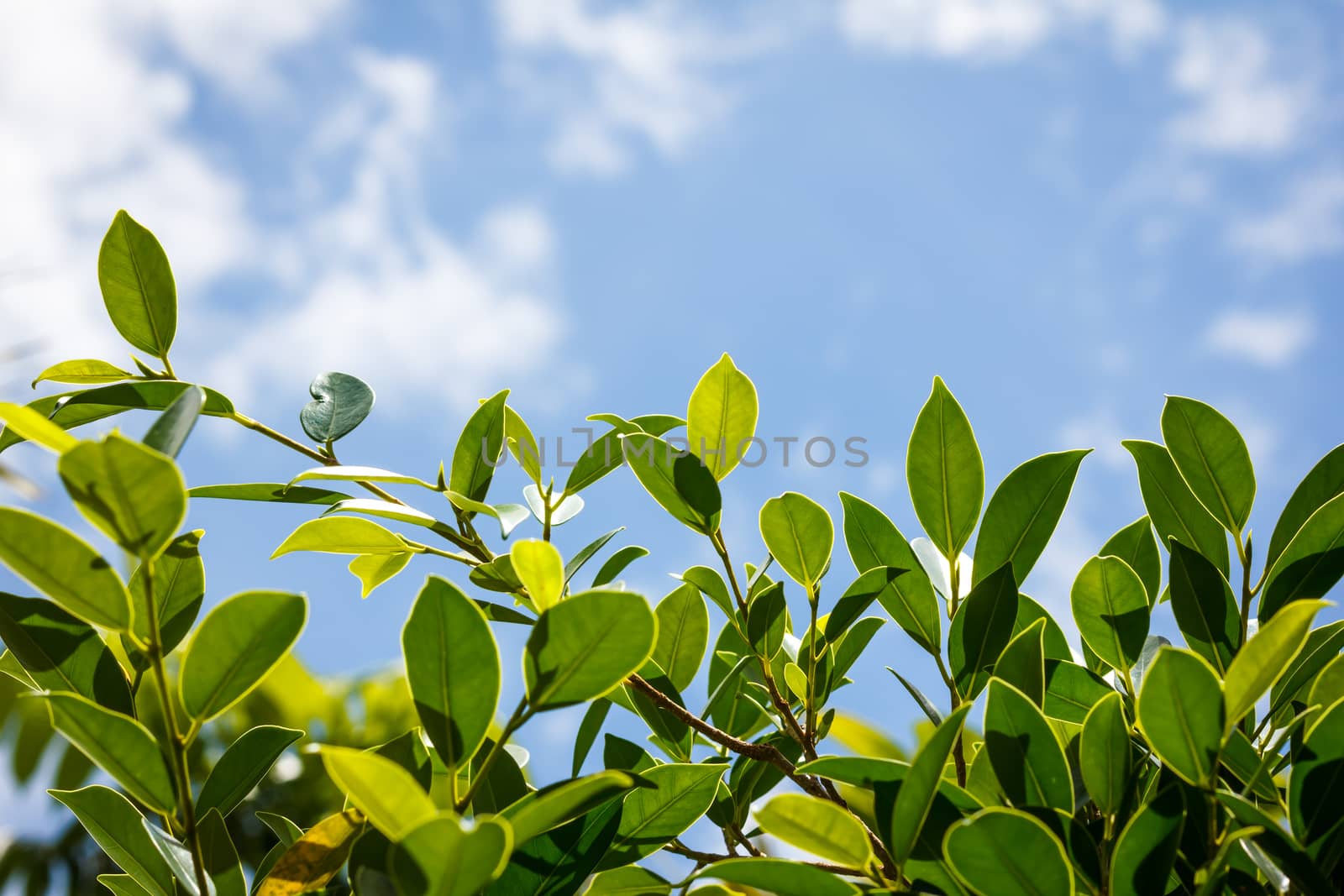 Green leaves and blue sky with clound