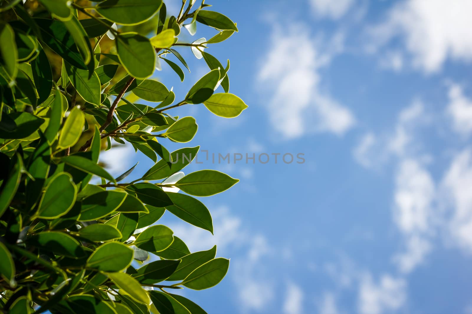 Green leaves and blue sky with clound