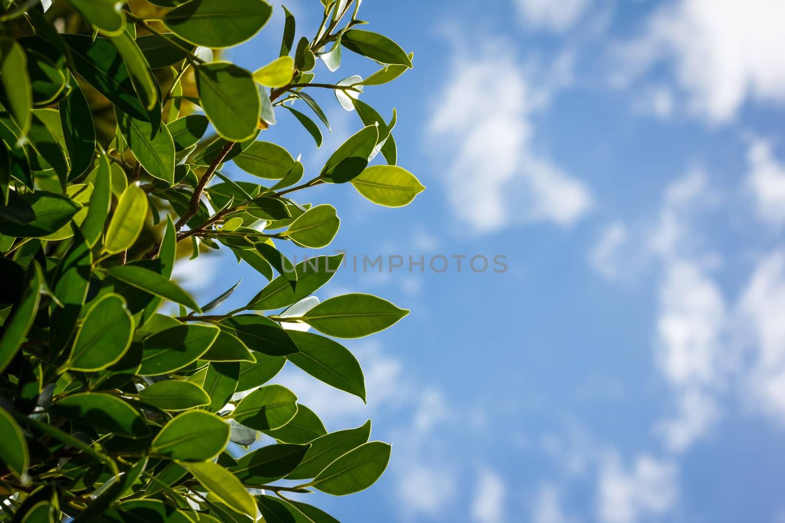 Green leaves and blue sky with clound