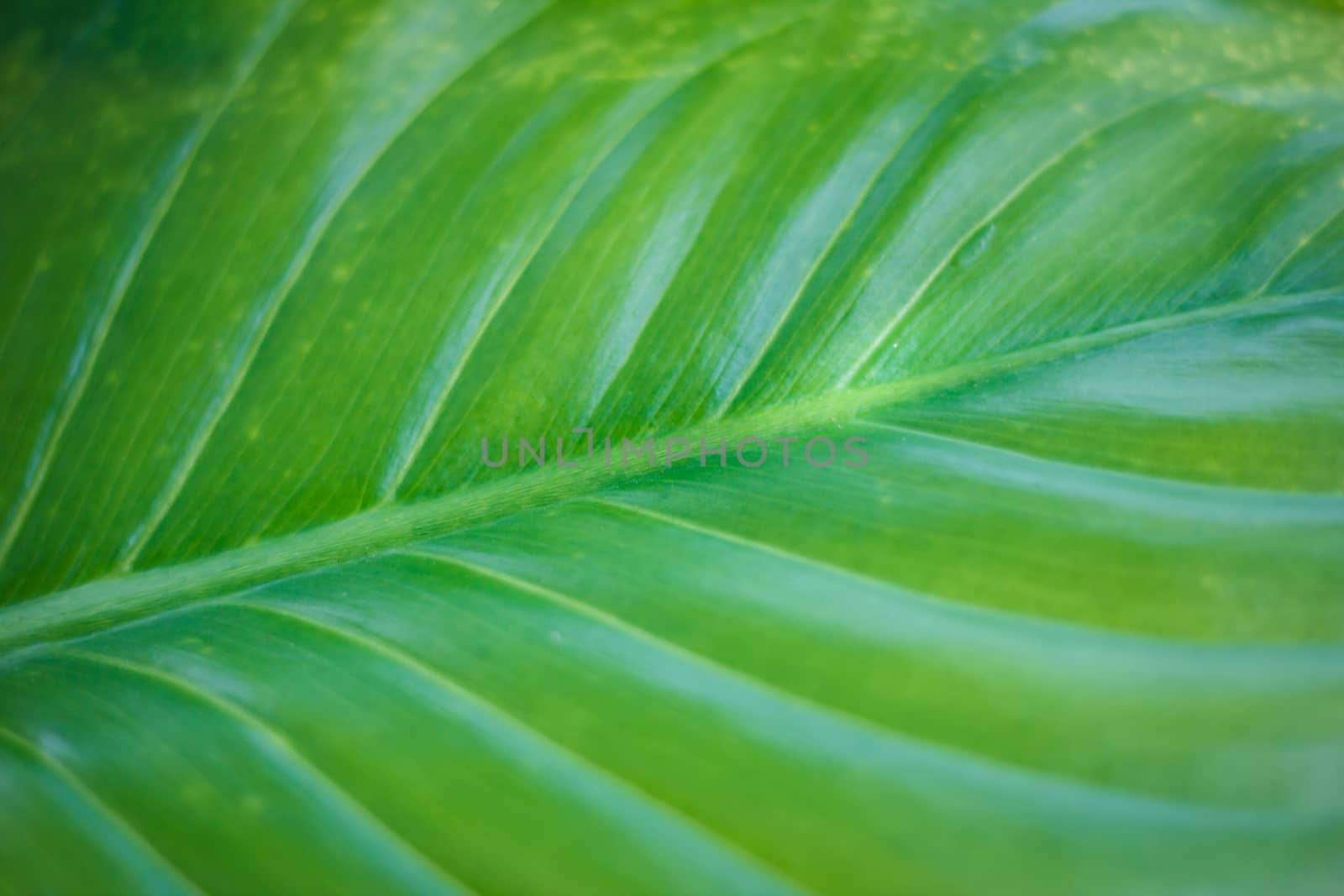 the Texture of a green leaf as background