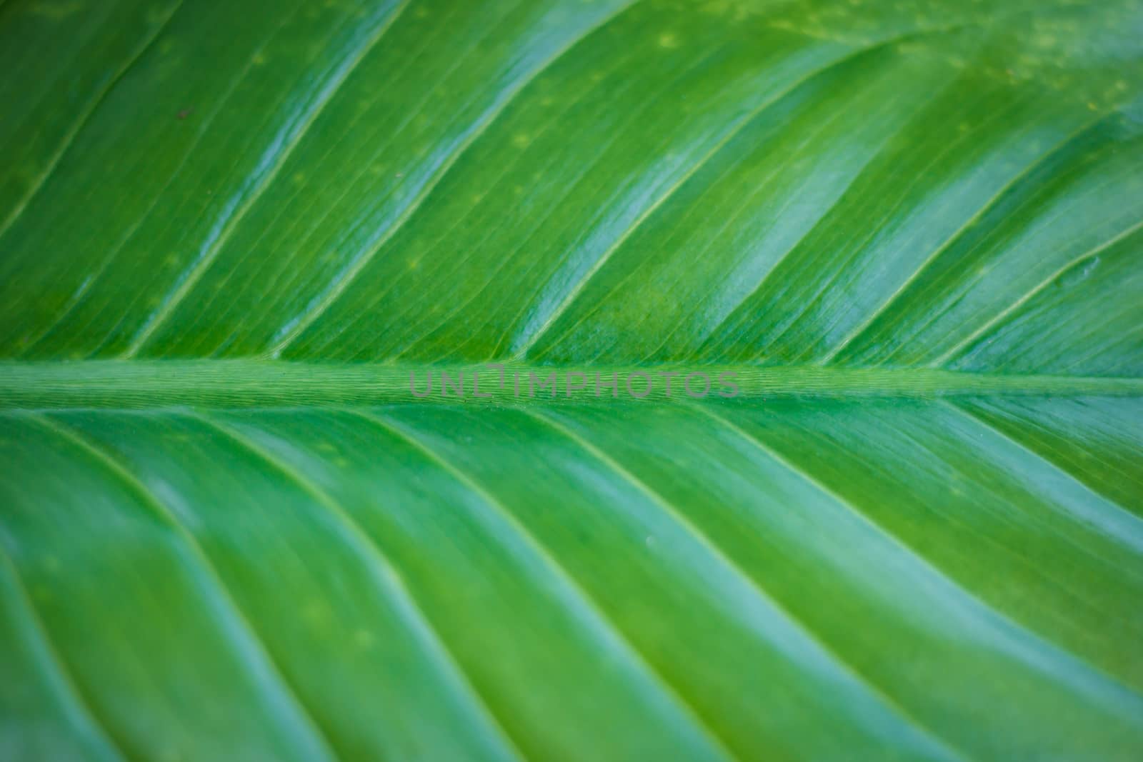 the Texture of a green leaf as background